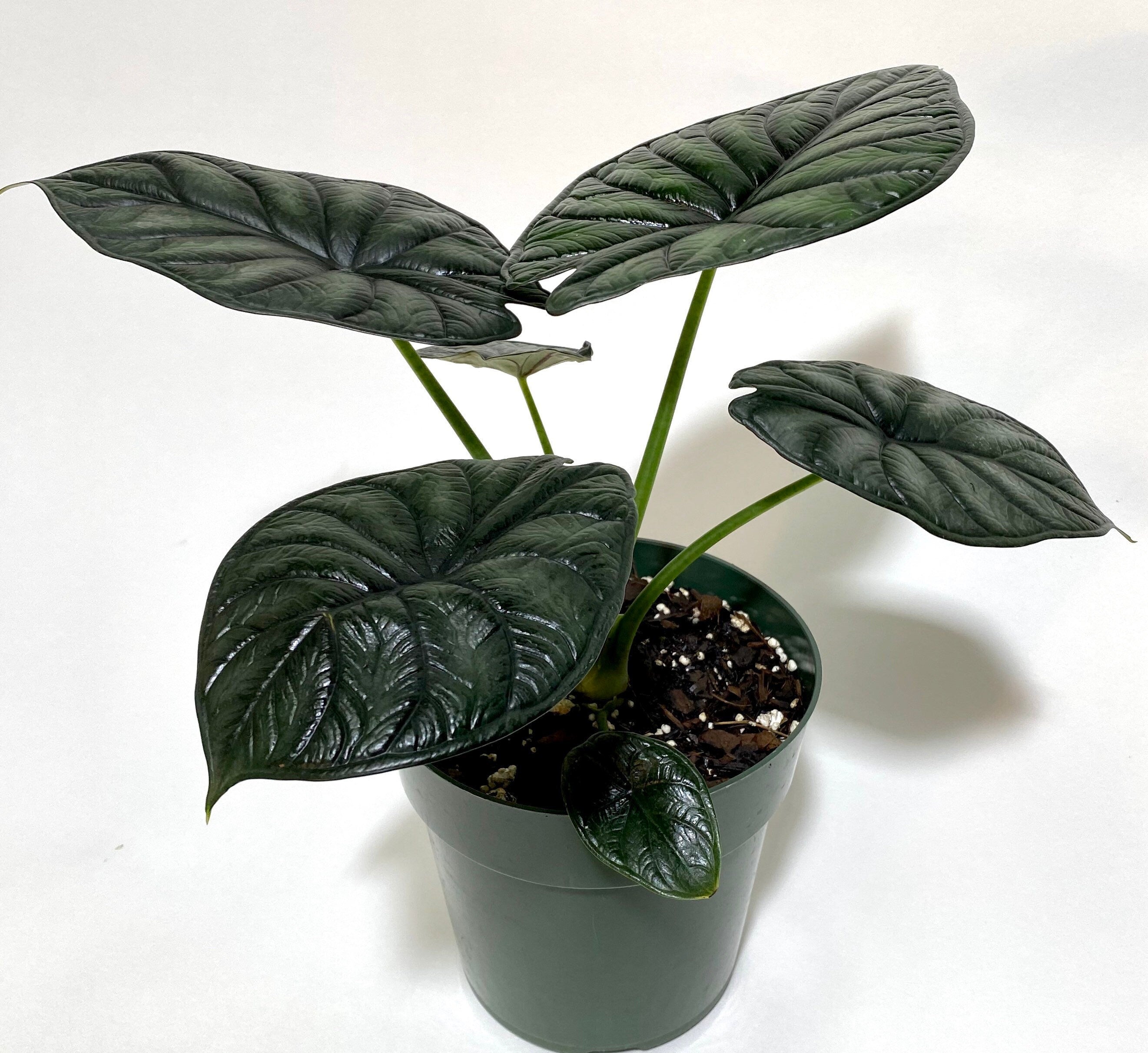 Alocasia Baginda Dragon Scale, Live Indoor plant in a green pot