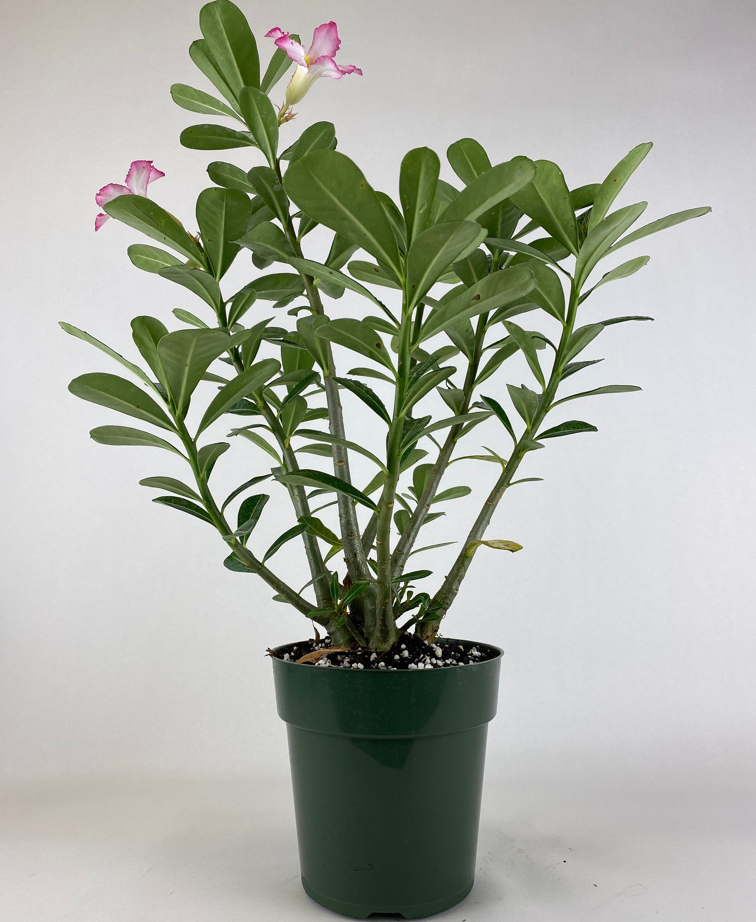 Rose du désert (Adenium obesum) - Willemse
