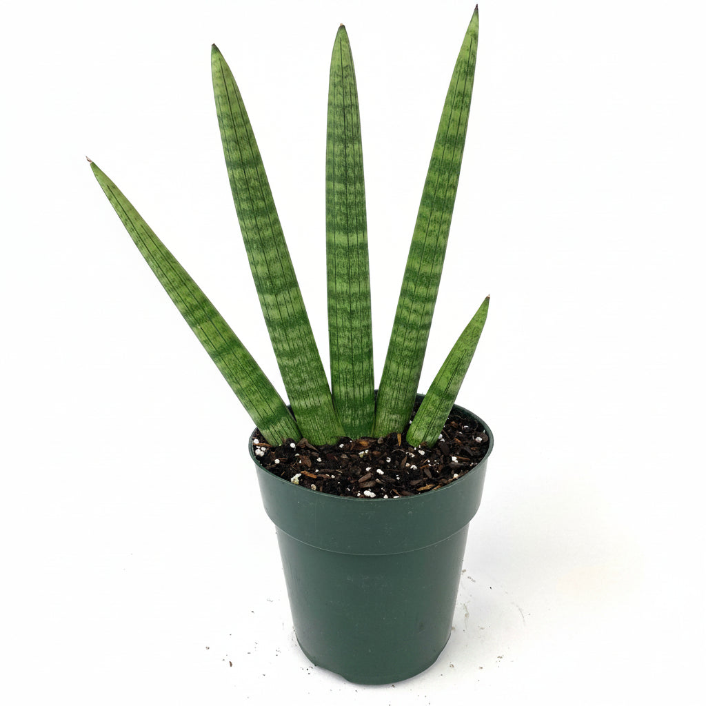 Sansevieria Star Fish Live Plant