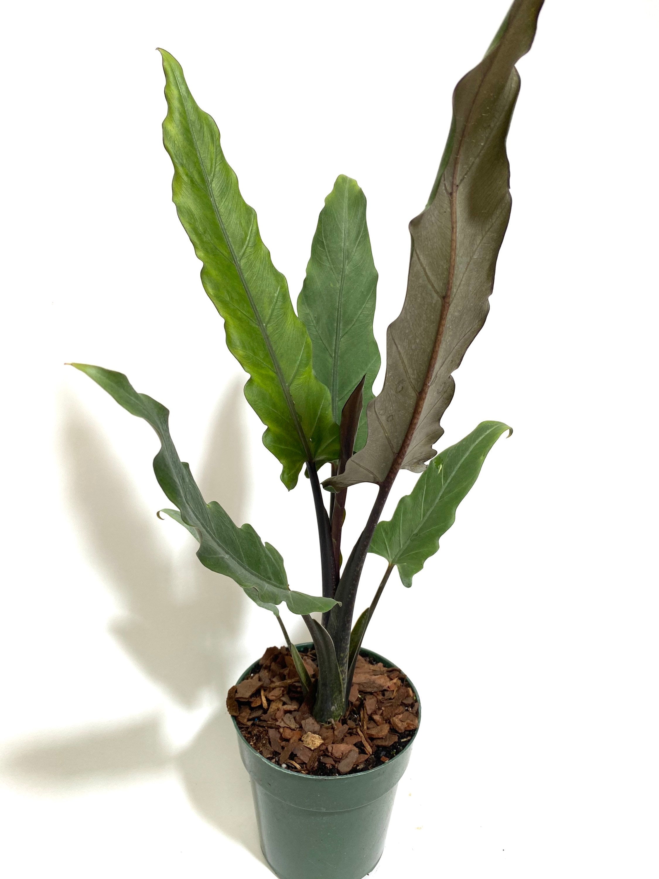 Alocasia Lauterbachiana, Purple Sword Tree