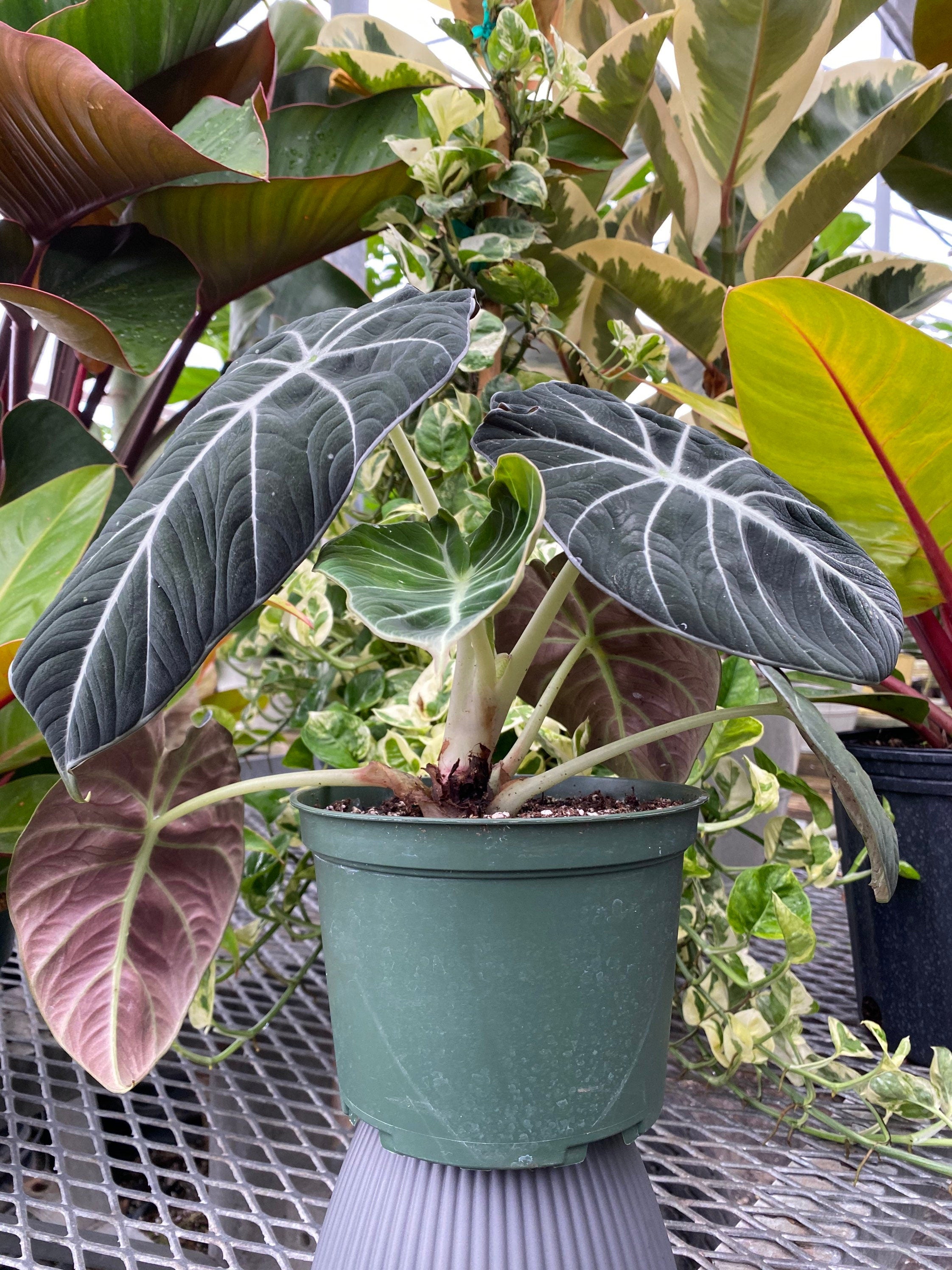 outside view of Alocasia Reginula Black Velvet, Live Indoor Plant in a green pot