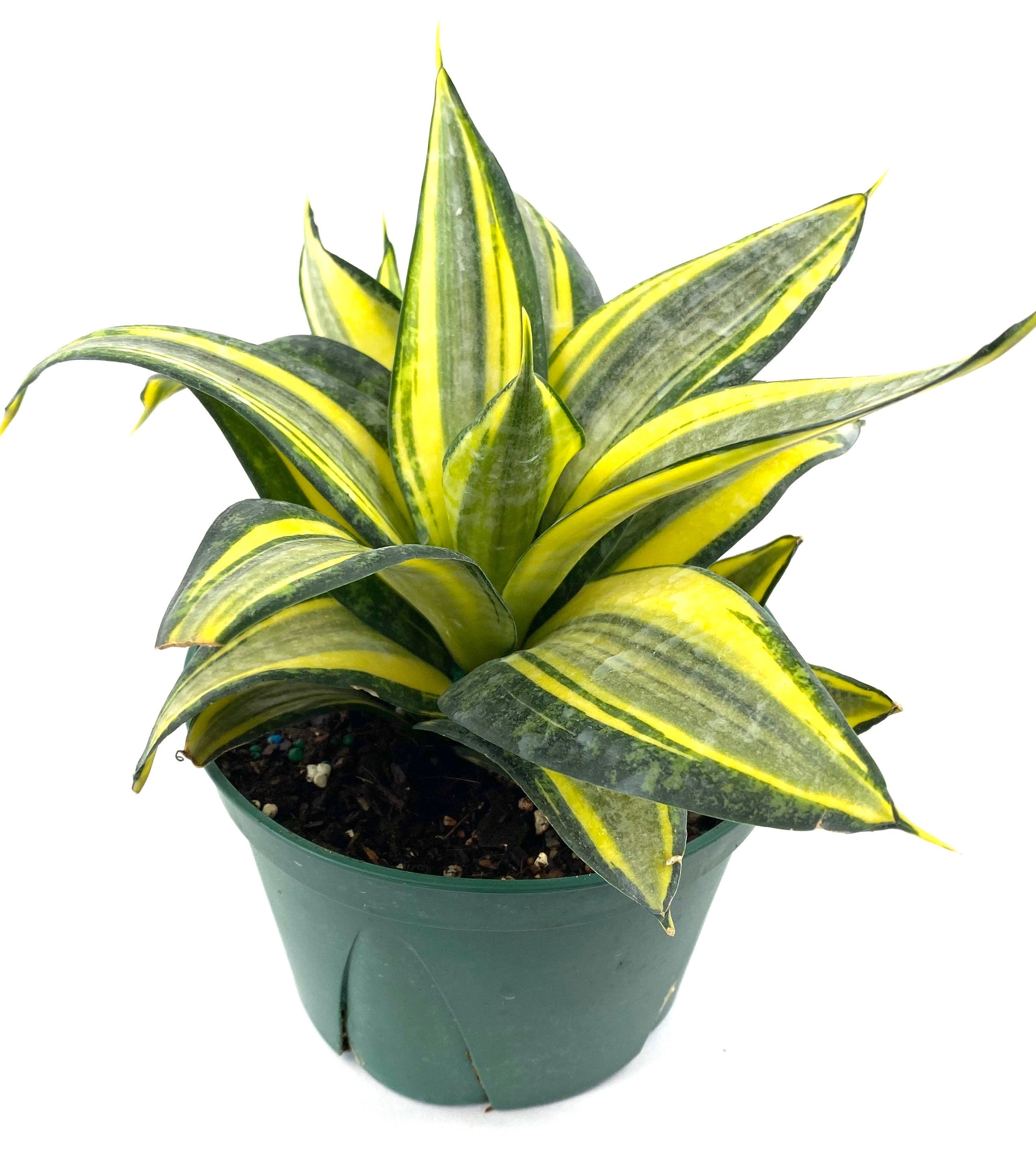 Sansevieria Hahnii Gold, Snake Plant, 6in White Deco Pot
