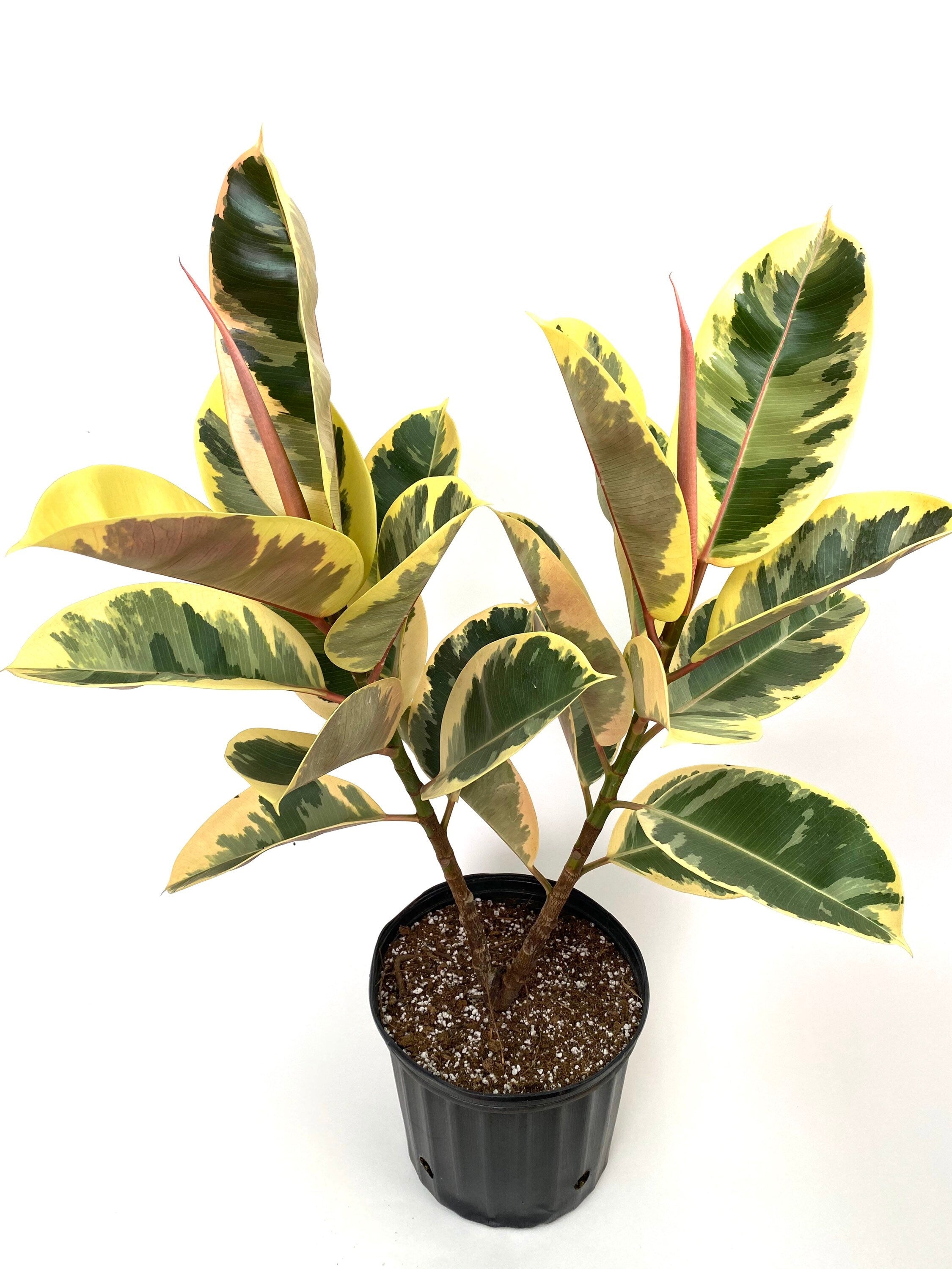 upper view of Ficus Tineke Tree Form Double, Variegated Rubber Tree