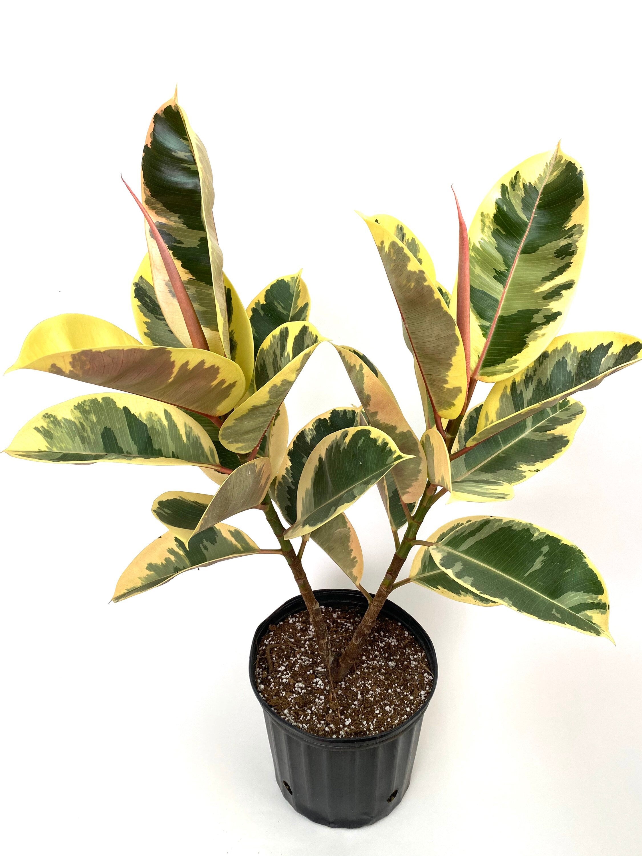 Ficus Tineke Tree Form Double, Variegated Rubber Tree