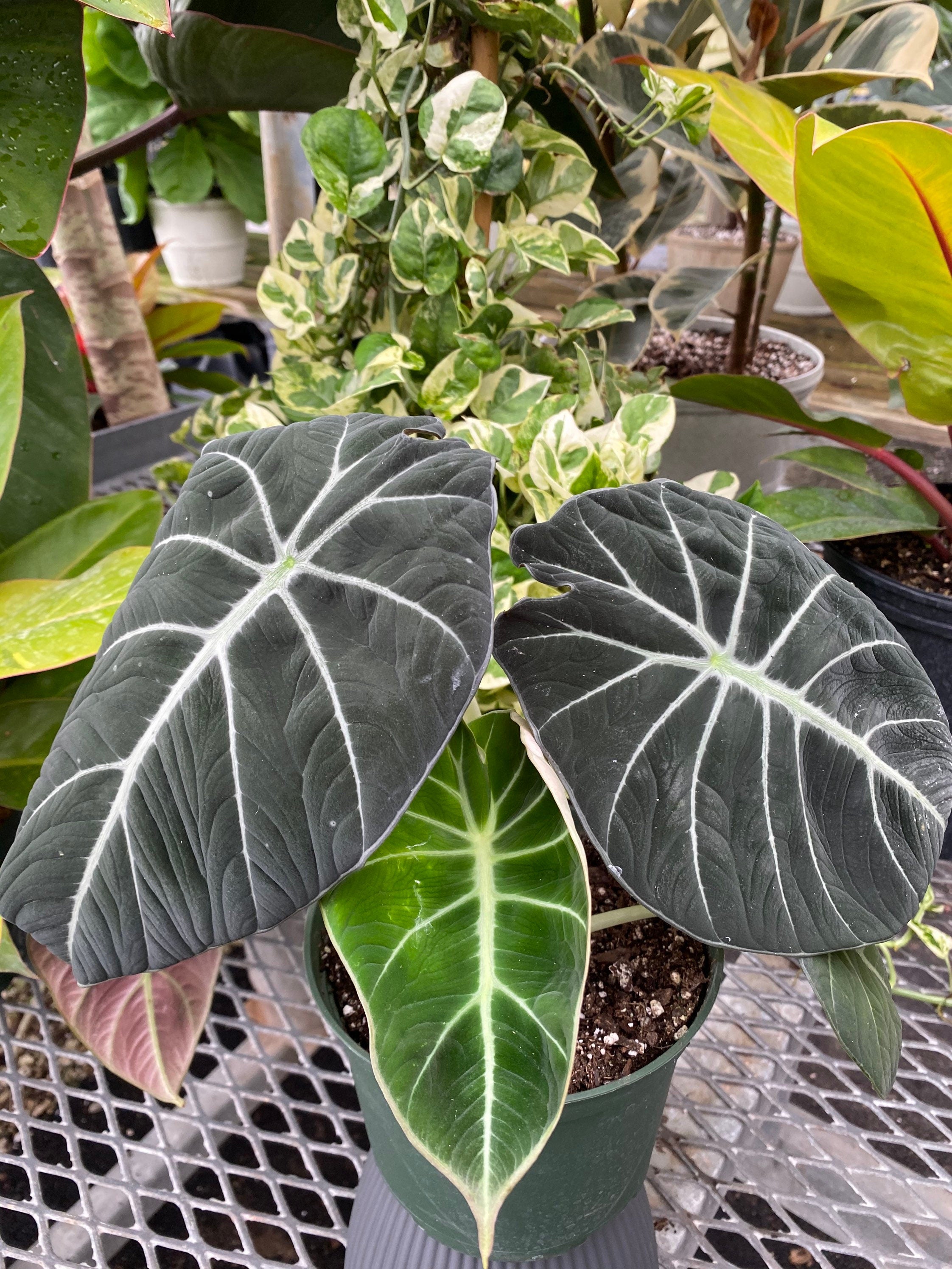 leaves of Alocasia Reginula Black Velvet, Live Indoor Plant