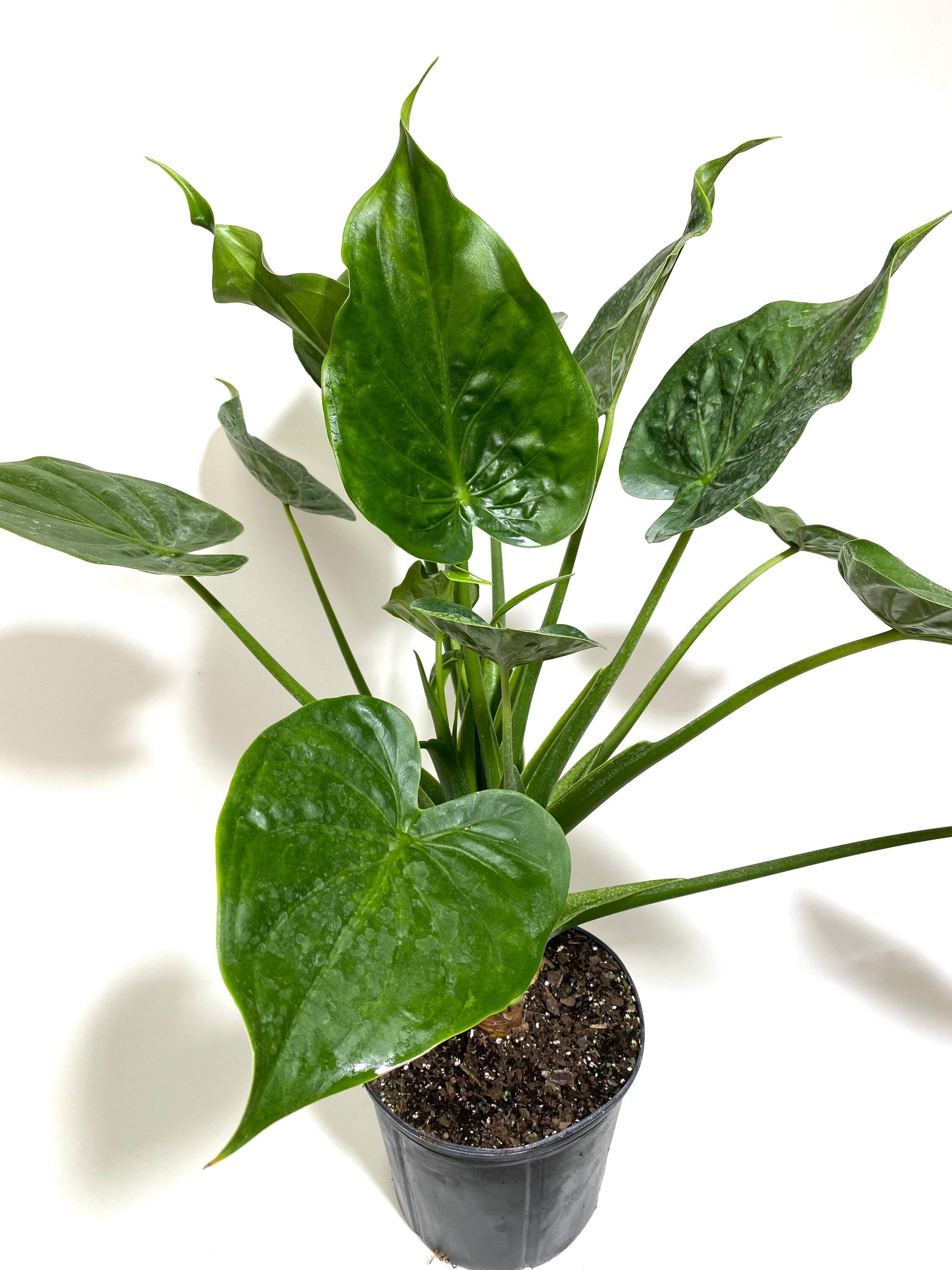 upper view of leaves of Alocasia Tiny Dancers, Live Tropical Indoor Plant