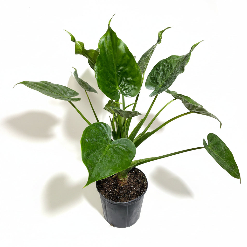 upper view of leaves of Alocasia Tiny Dancers, Live Tropical Indoor Plant