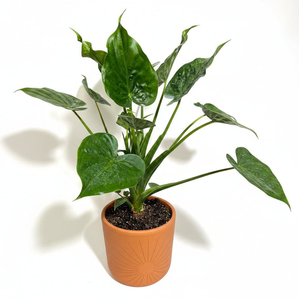 upper view of Alocasia cucullata Elephant Ear, Chinese Taro