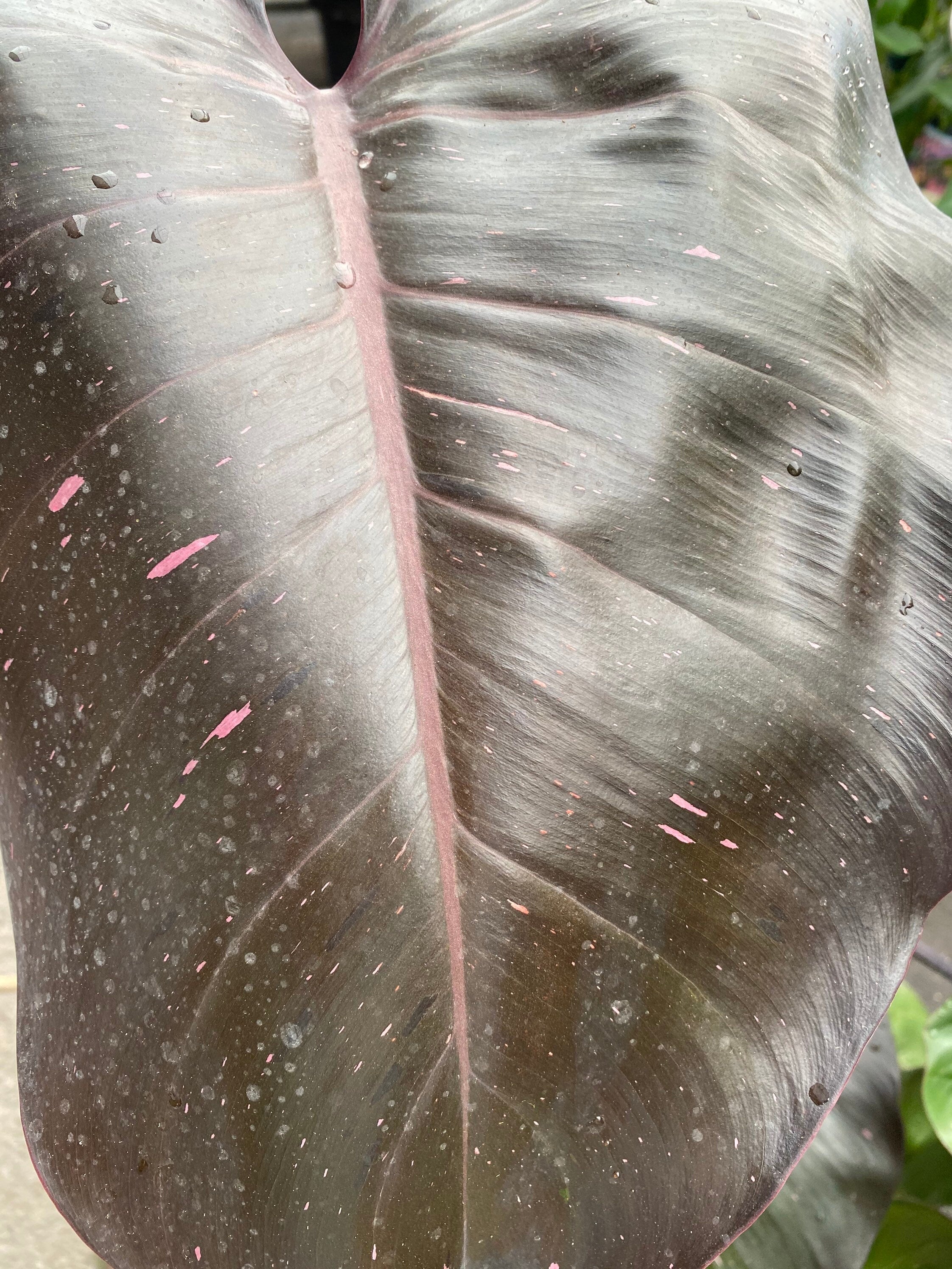 closeup view of Philodendron Pink Princess in Trellis, Philodendron Erubescens Exotic Plants