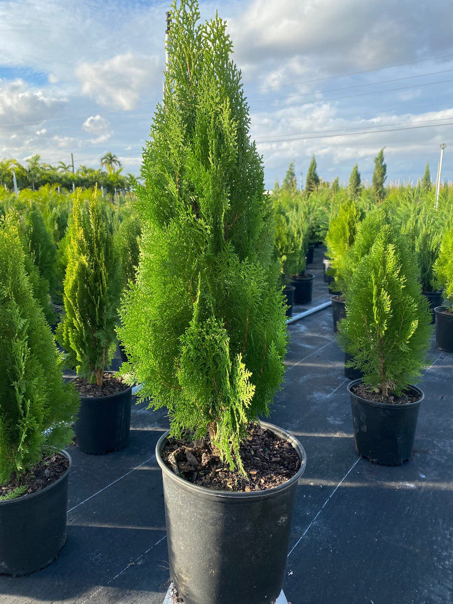 A potted Emerald Green Arborvitae