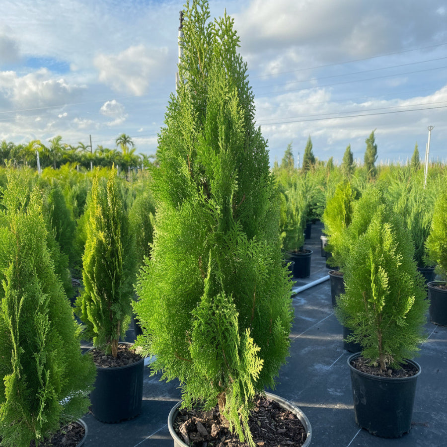 A row of potted Blue Cone Arborvitae