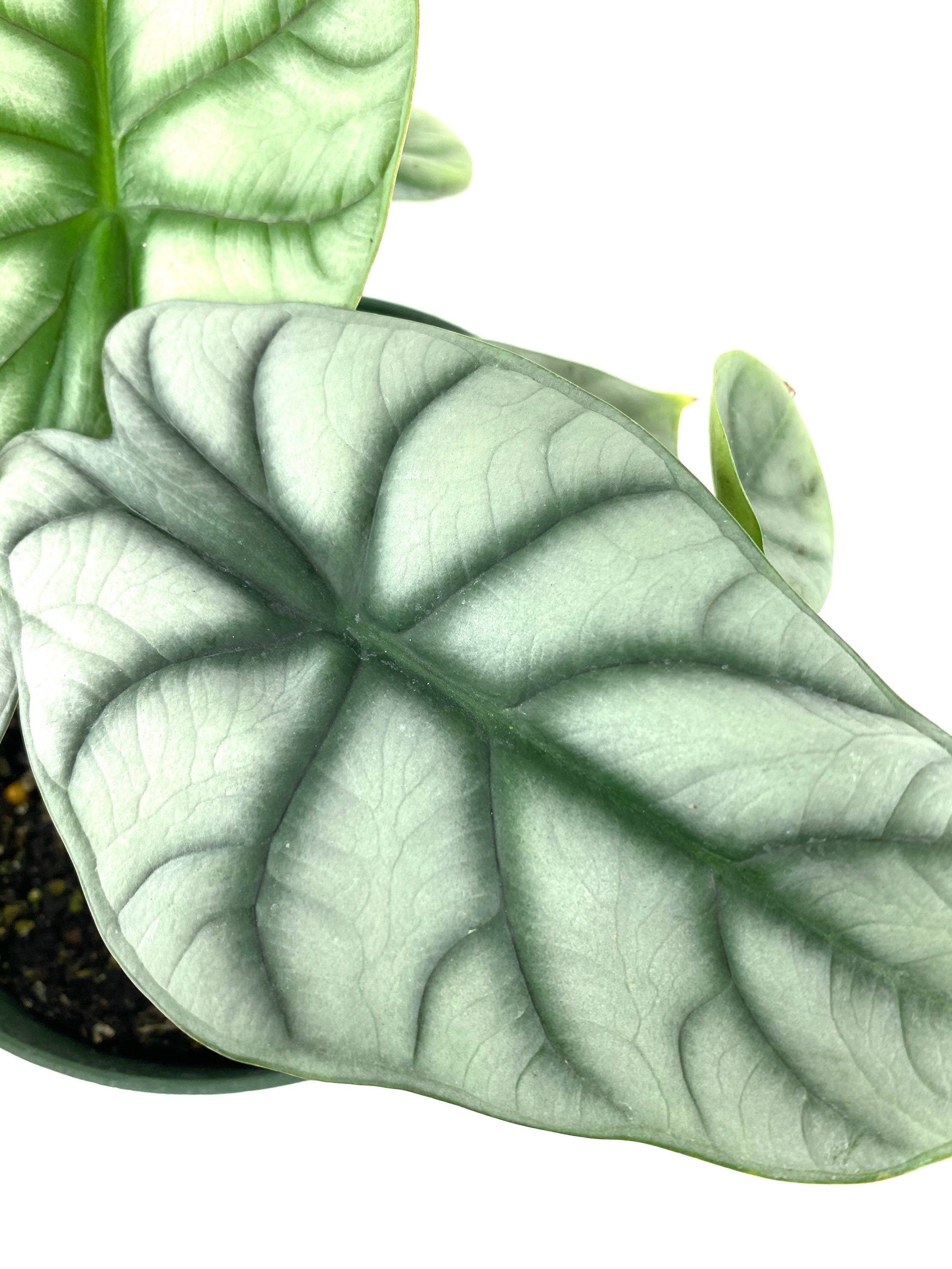 close view of leave of Alocasia Baginda Silver Dragon, Live Indoor Plant