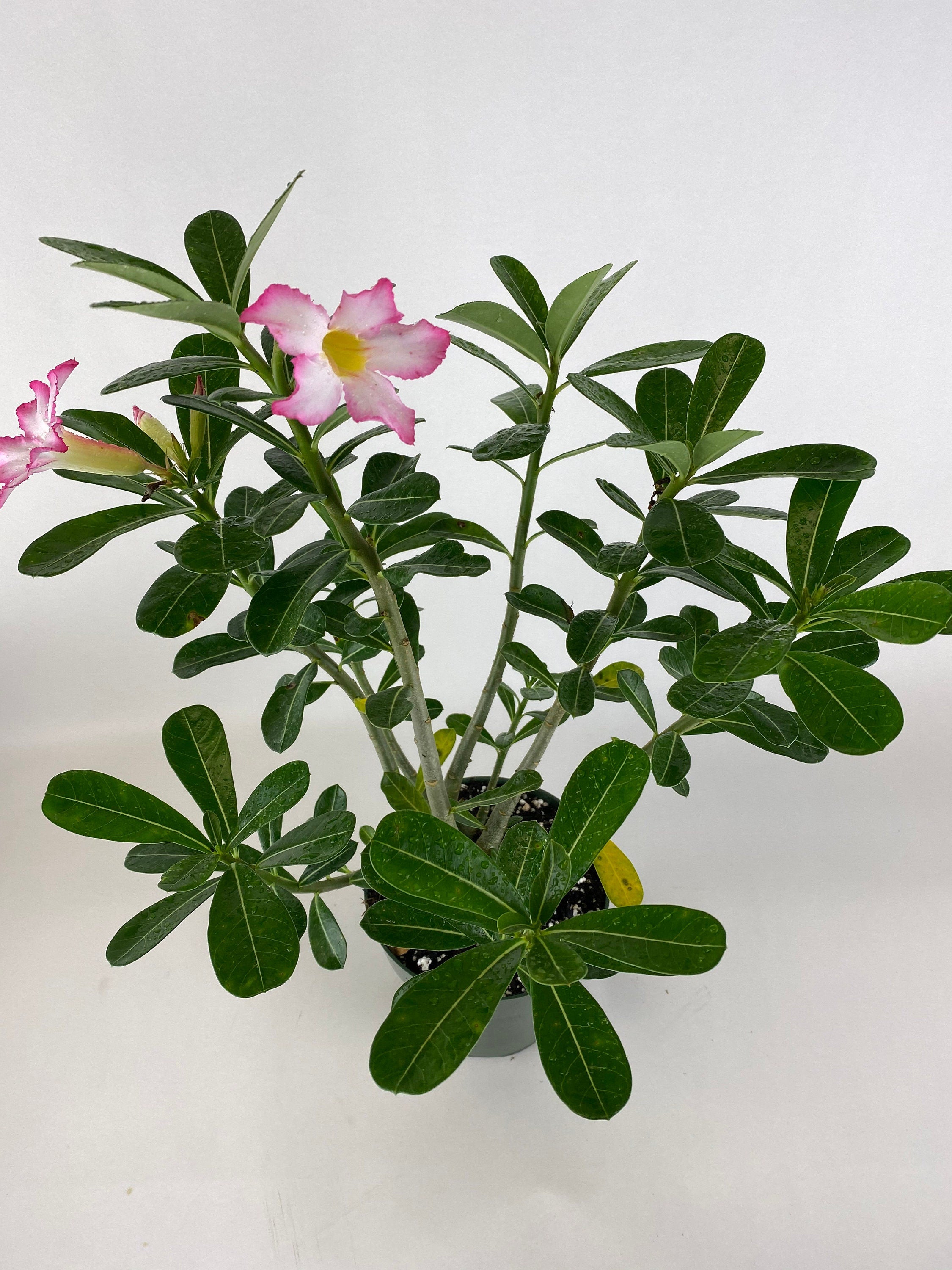 Desert Rose, Adenium obesum, Pink Flowers