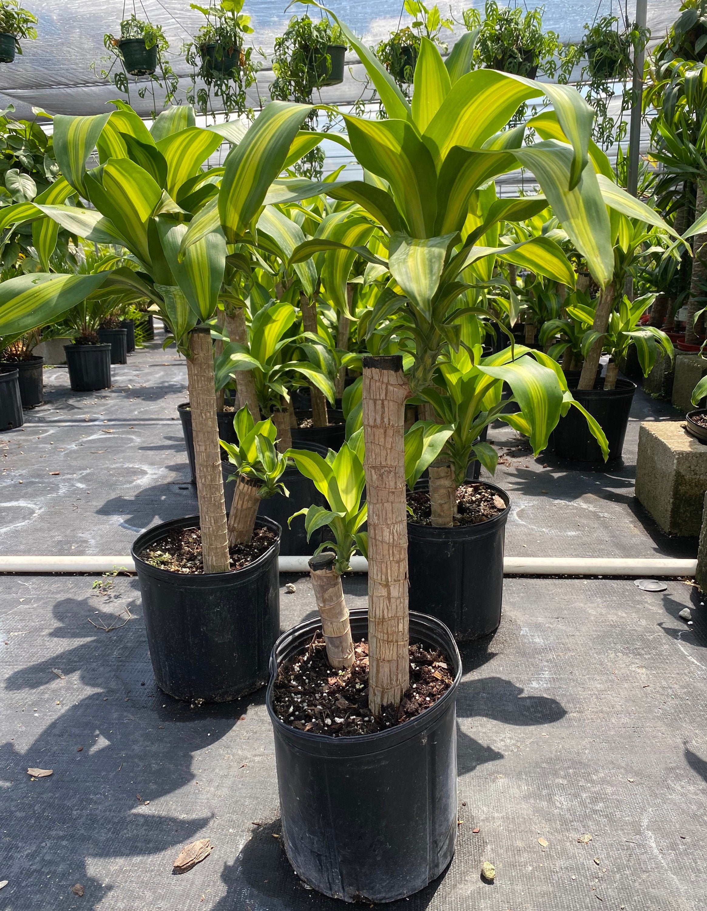 multiple Dracaena Mass Cane Corn Plant Massangeana, 2 Stem Staggered in black pot