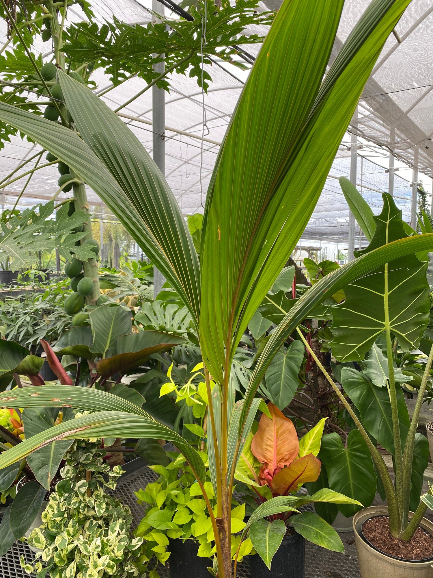 Coconut Tree Red Spicata, Exotic and Rare