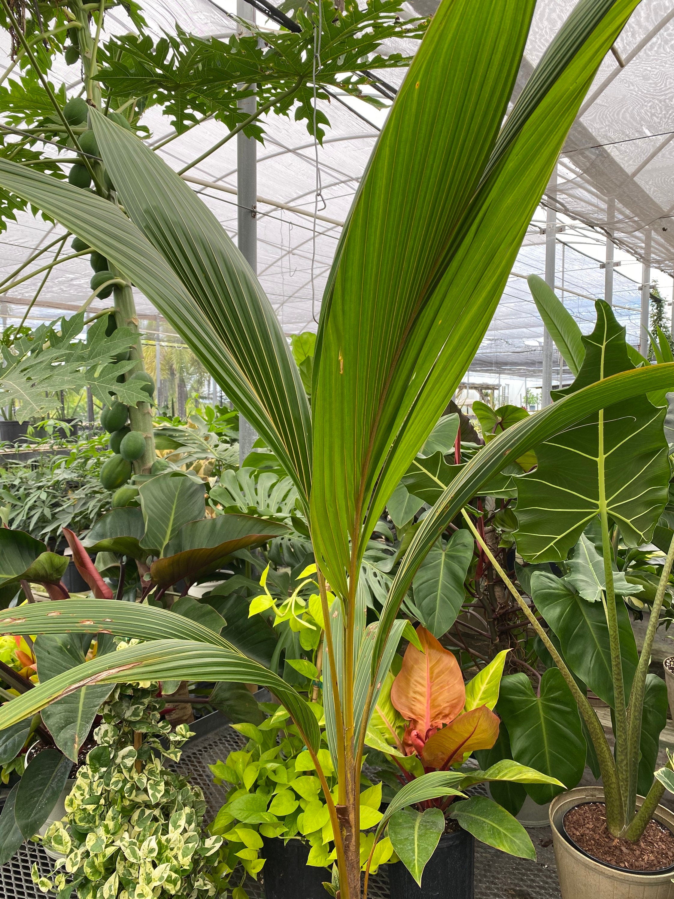 Coconut Tree Red Spicata, Exotic and Rare