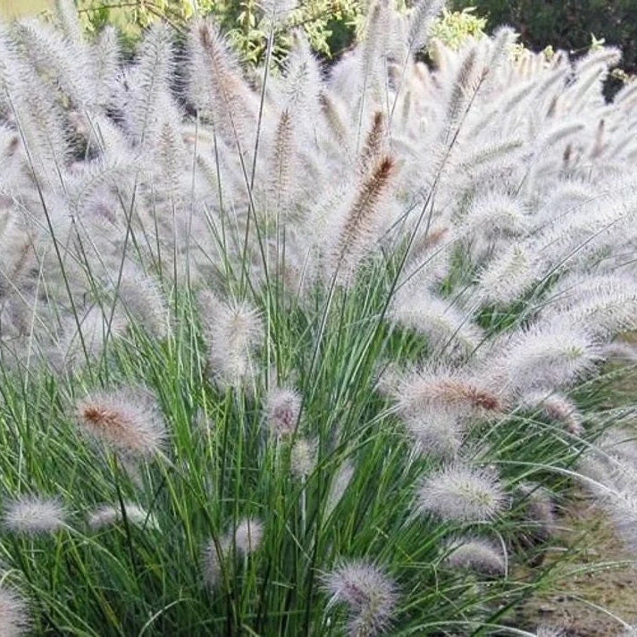 White Fountain Grass, Pennisetum Setaceum