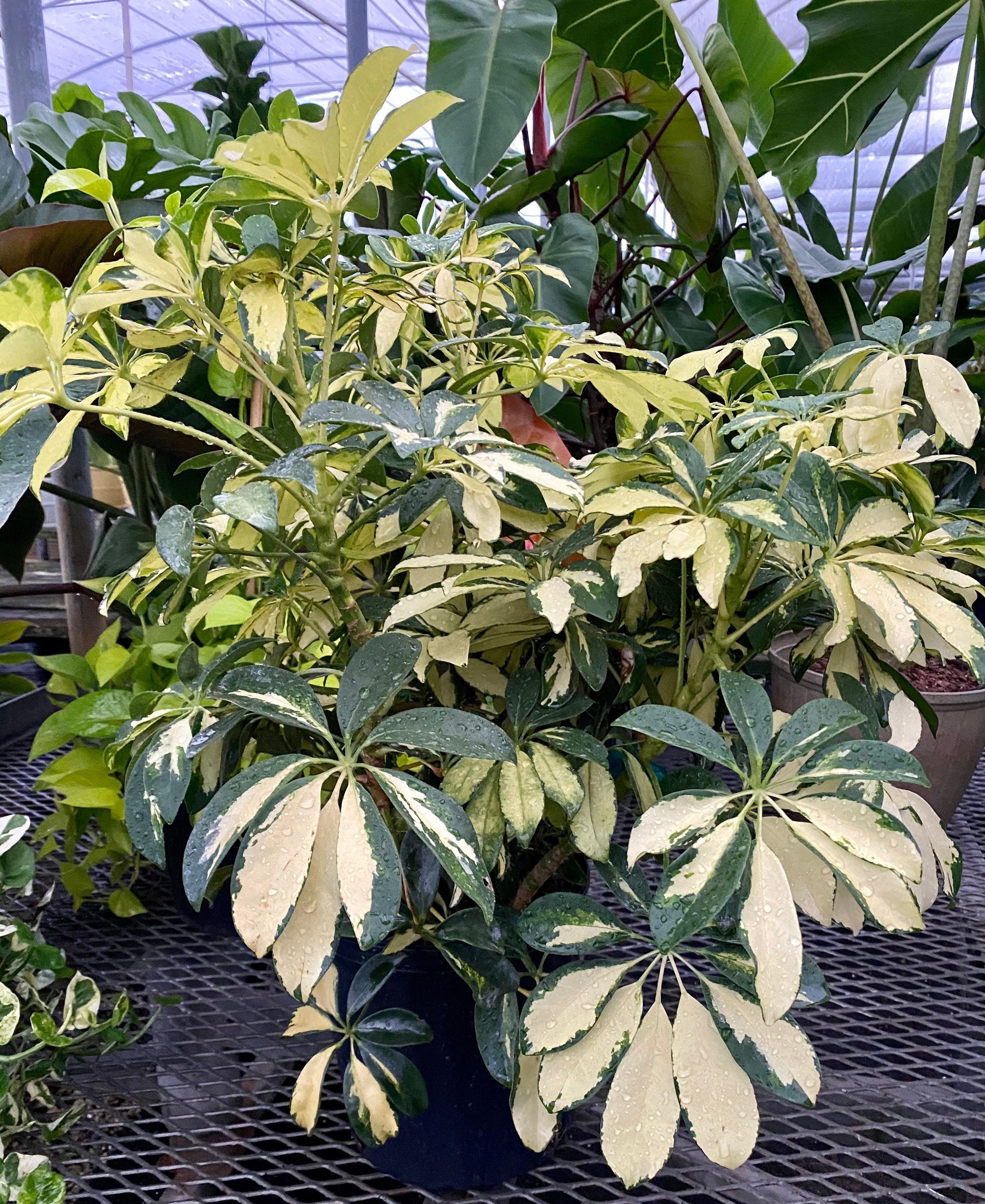 Trinette Arbaricola, Umbrella Tree Live Plant view
