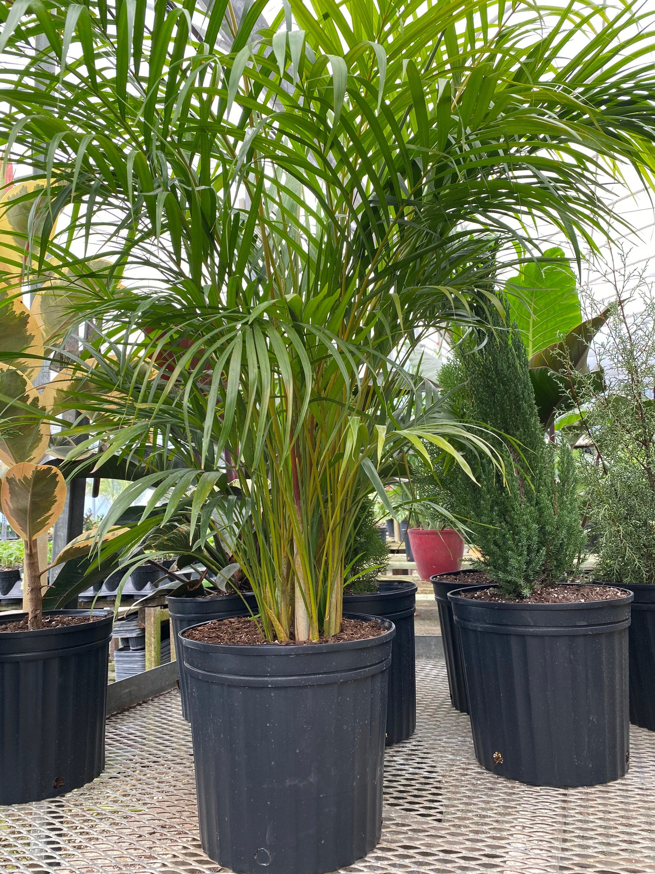 front view of Areca Palm, Golden Cane, Dypsis Lutescens