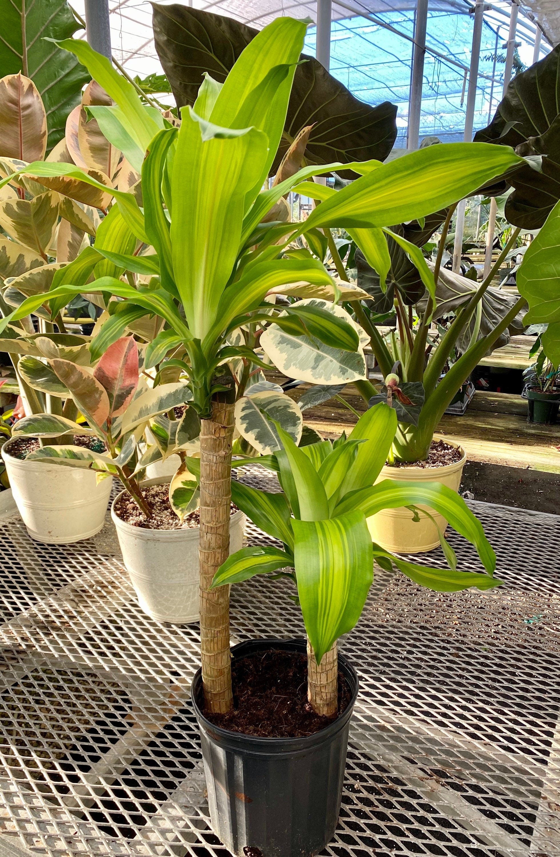front view of Dracaena Mass Cane Corn Plant Massangeana, 2 Stem Staggered in black pot