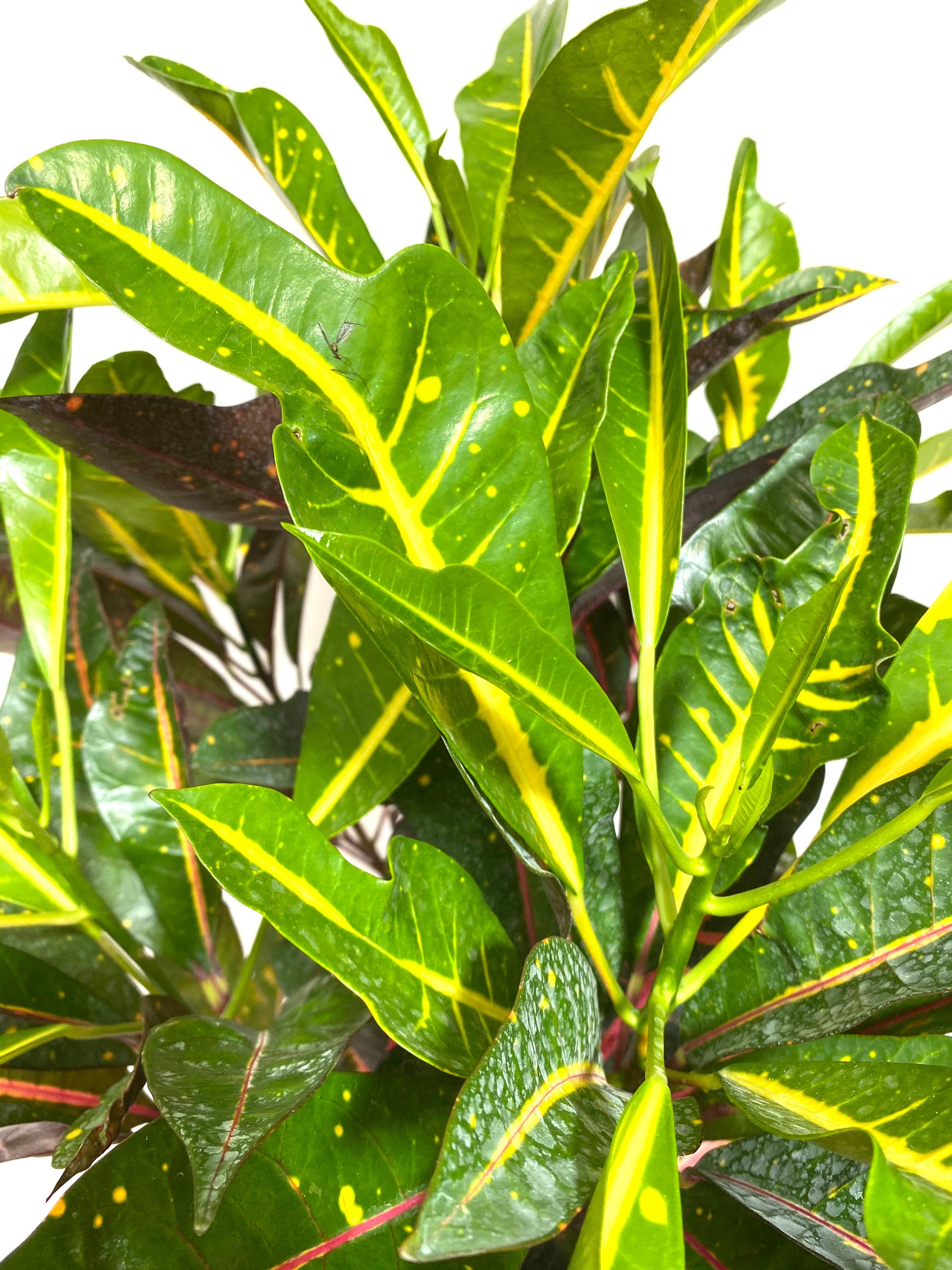 Croton Magnificent, Live Plant Indoor or Outdoor leaf view