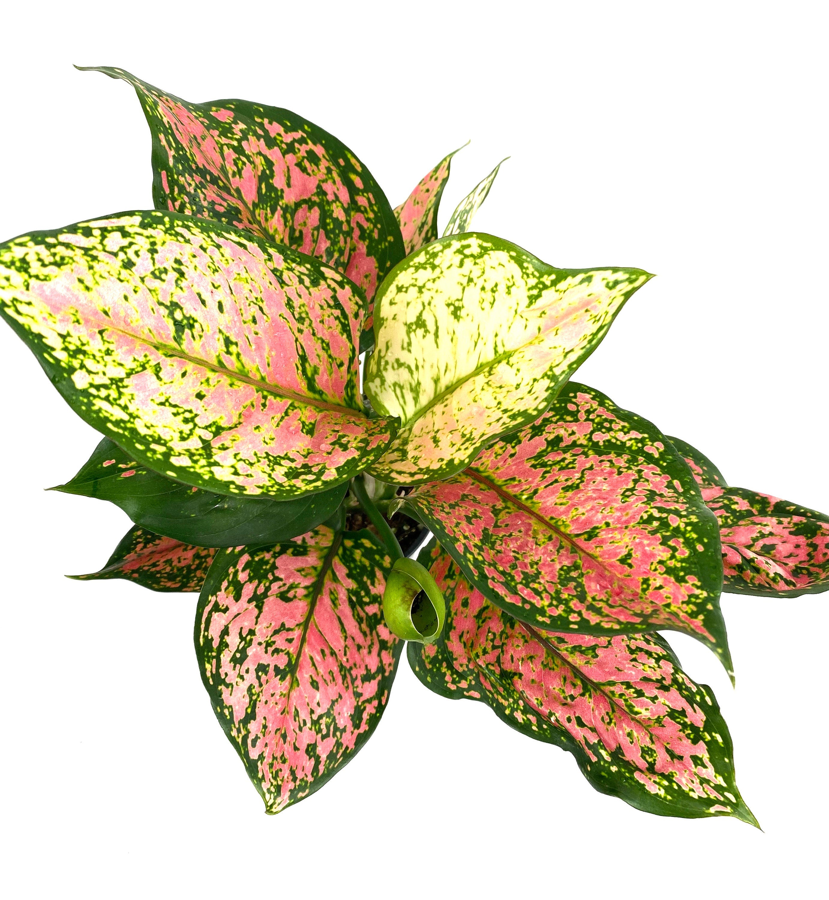 upper view of Aglaonema Wishes, Chinese Evergreen Variegated