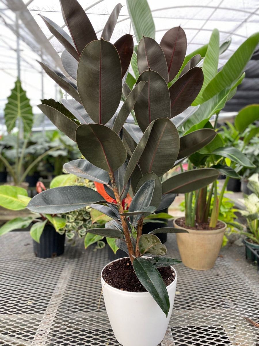 A dark-leafed Rubber Tree planted in a smooth, round Crescent Garden White Deco Eva Pot