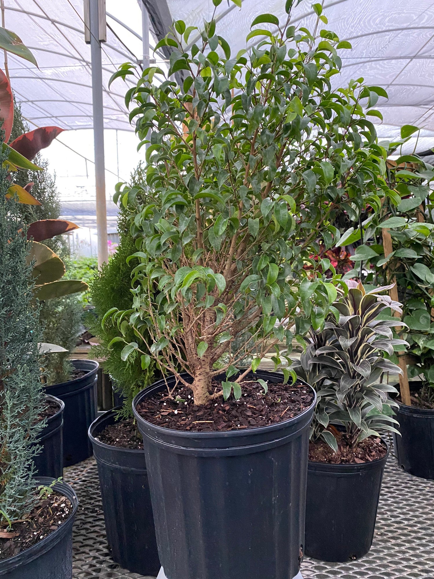 Ficus Benjamina Too Little Dwarf in a nursery