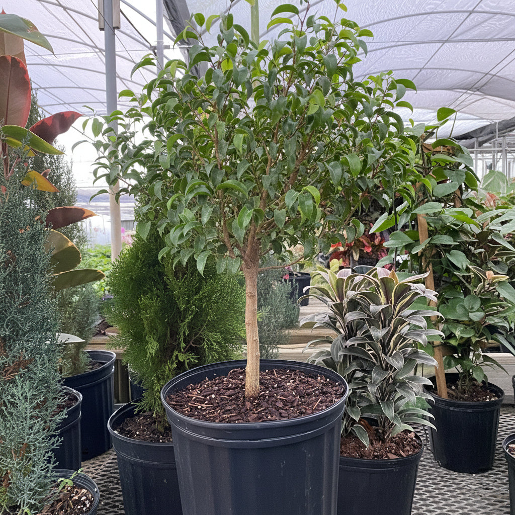 Ficus Benjamina Too Little Dwarf in a nursery