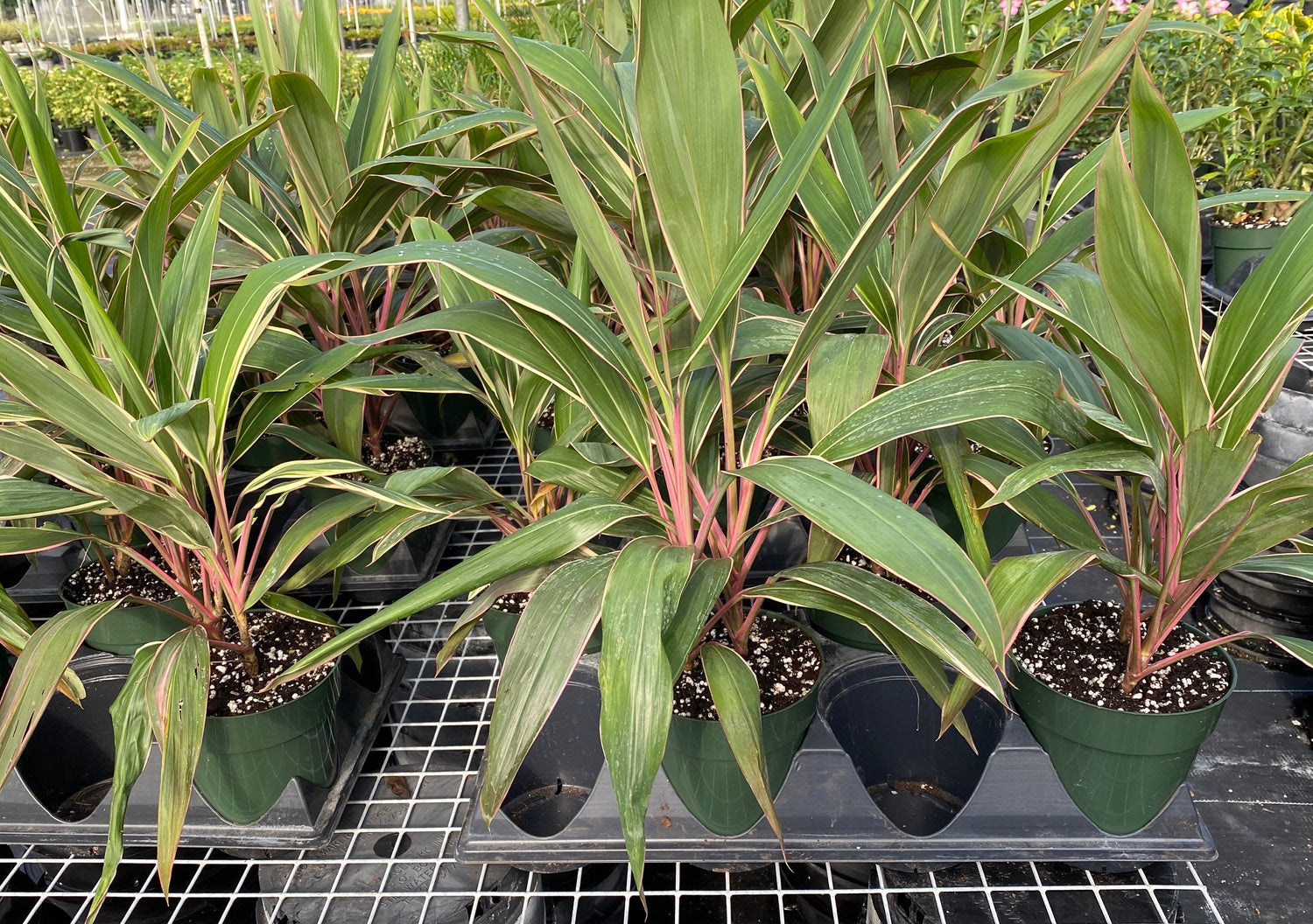 multiple Cordyline Fruticosa Pink Diamond, Good Luck Plant outside