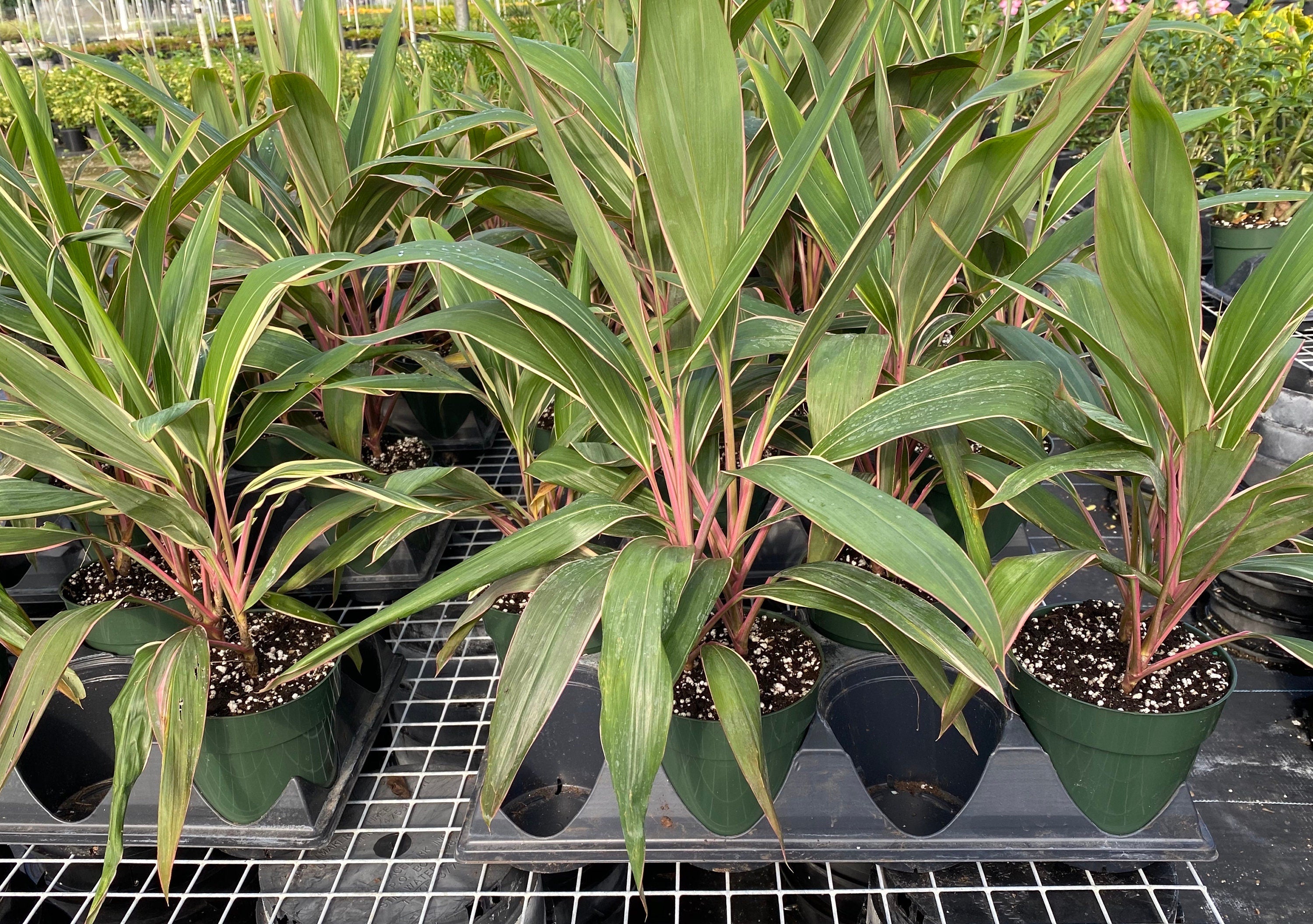 multiple Cordyline Fruticosa Pink Diamond, Good Luck Plant outside