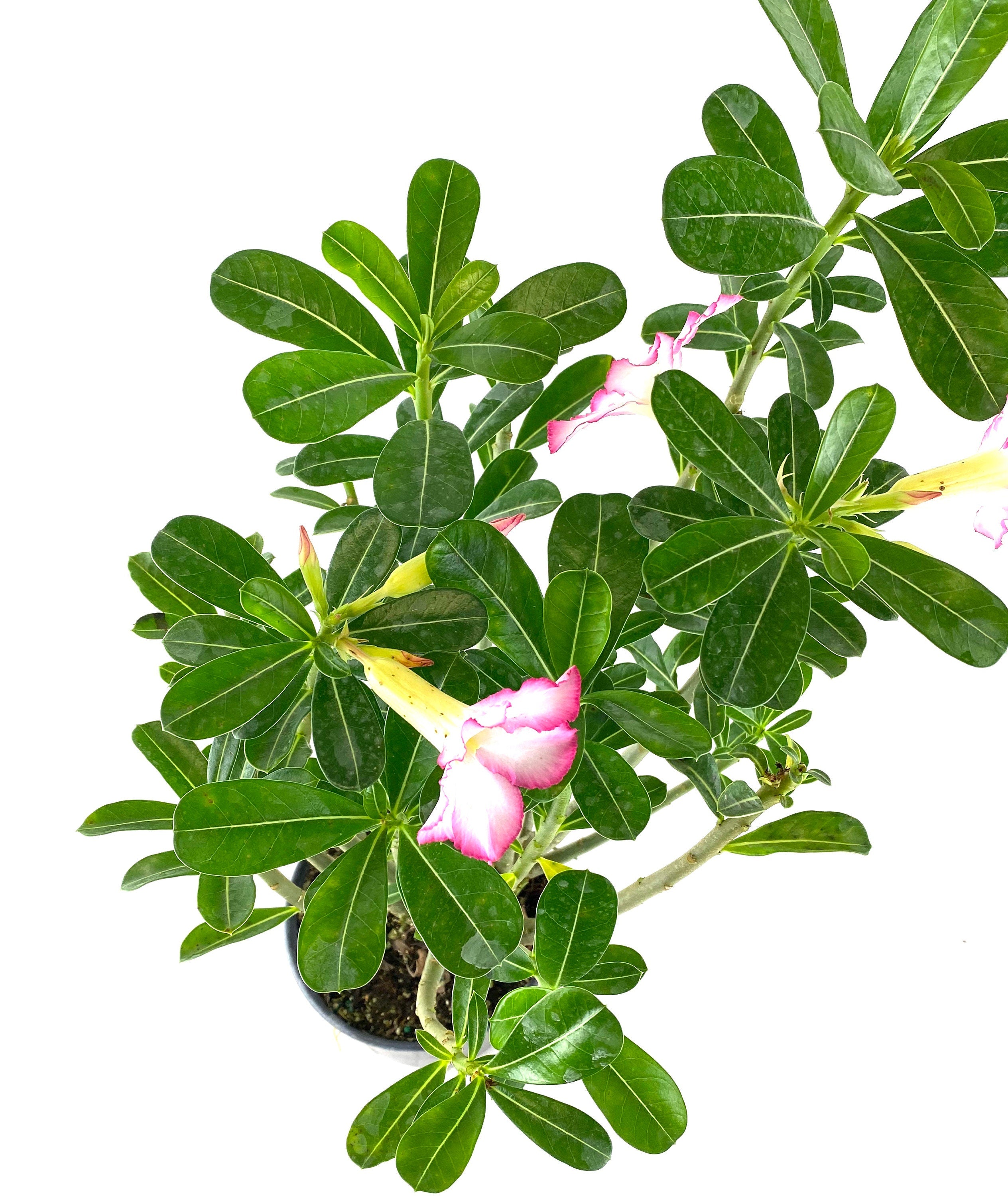 Desert Rose, Adenium obesum, Pink Flowers