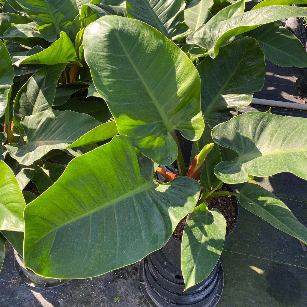 outside view of Philodendron Imperial Green
