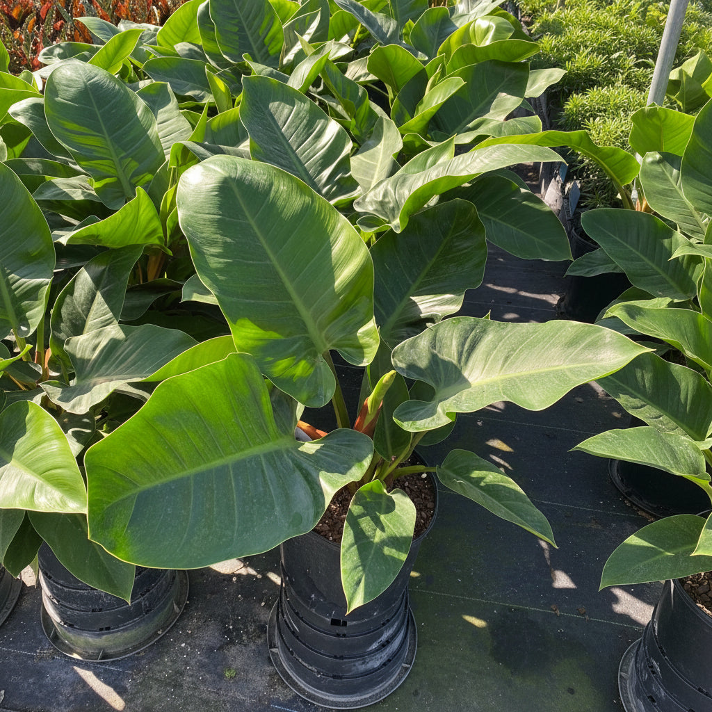 leaves of Philodendron Green Princess