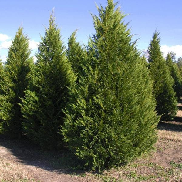 Leyland Cypress Fastest Growing Tree