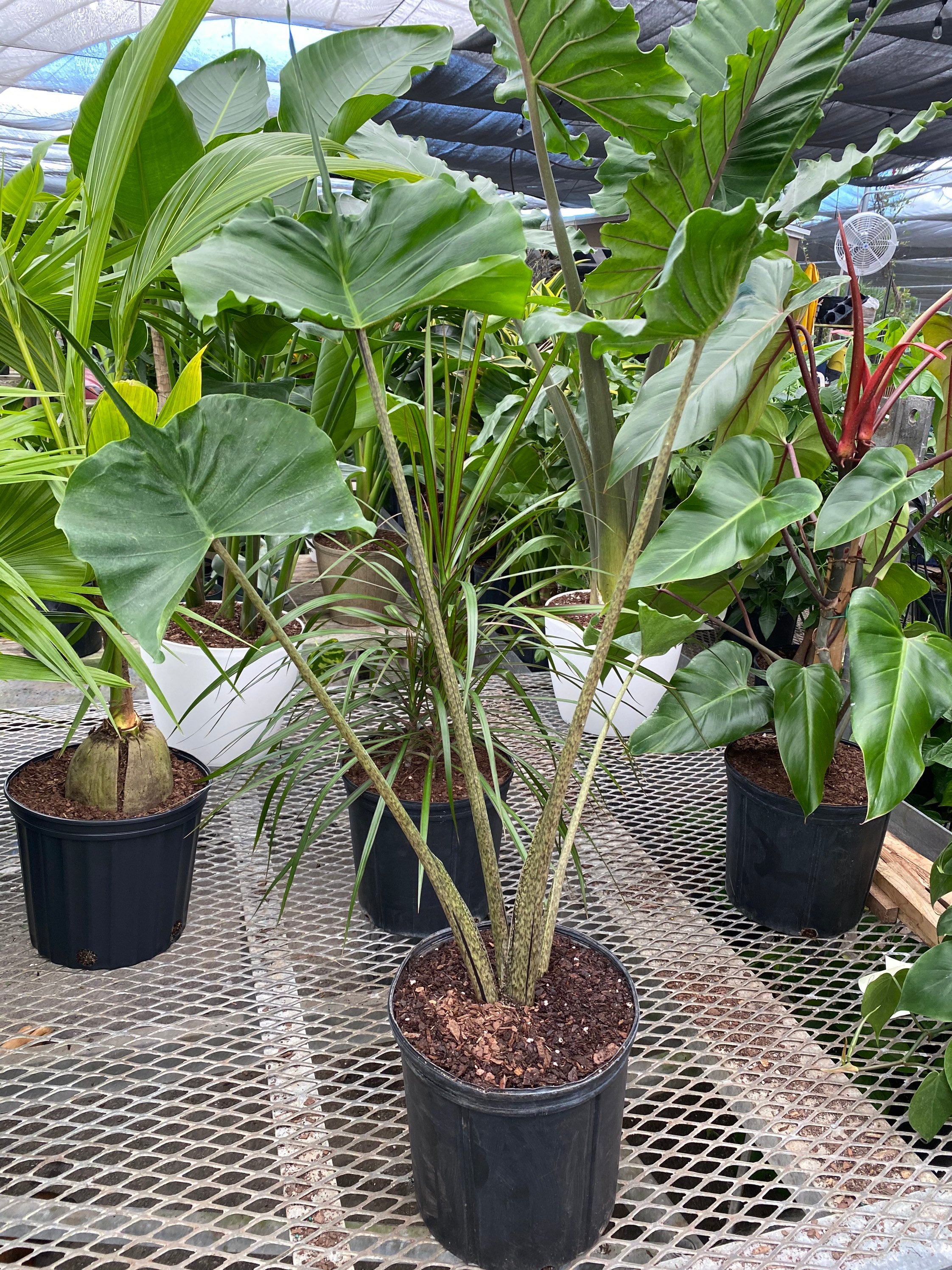 leaves of Alocasia Stingray, Elephant Ears Live Indoor Plant