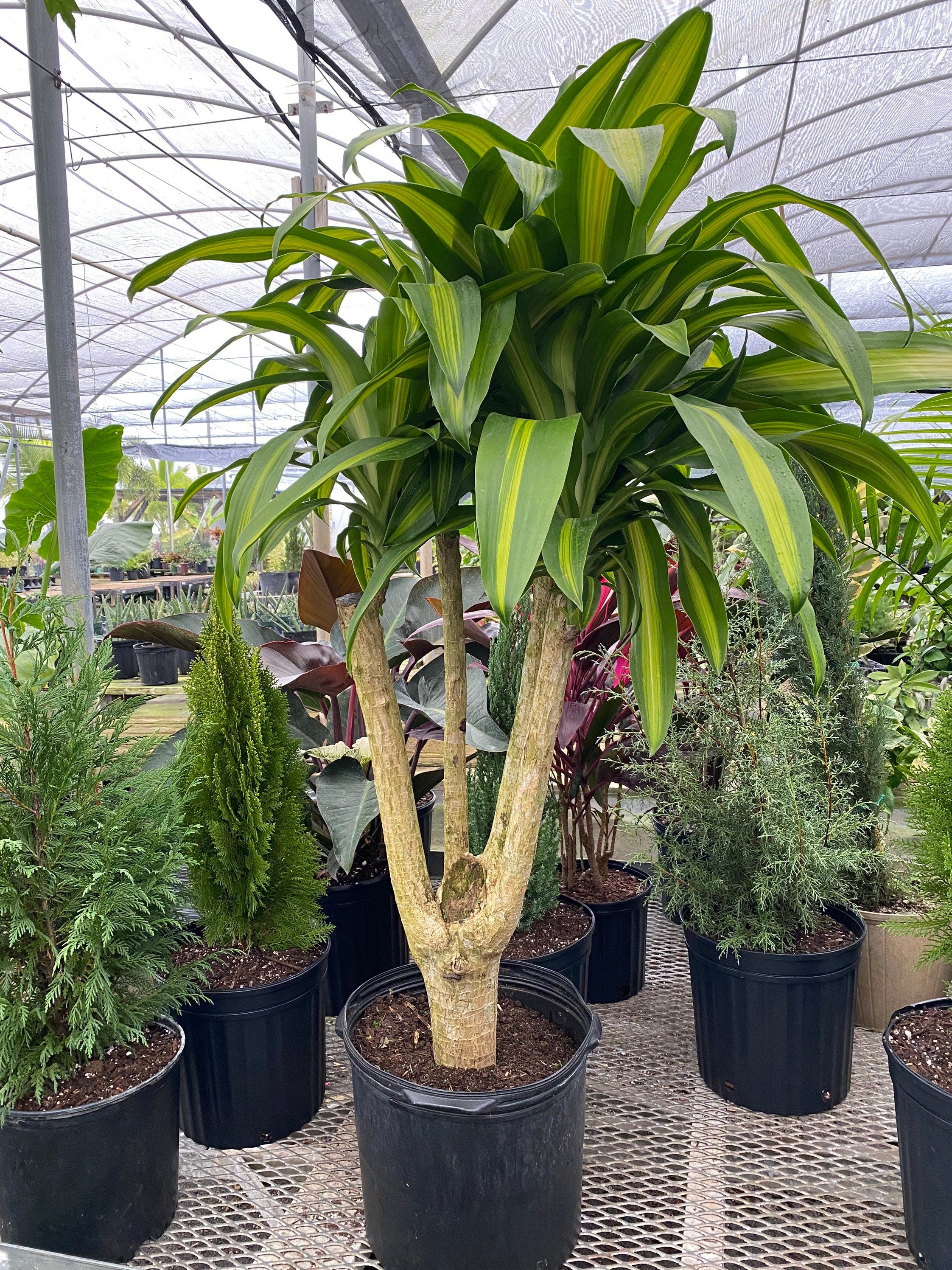 outside view of Dracaena Massangeana Mass Cane Stump Form, Corn Plant ina black pot places in nursery