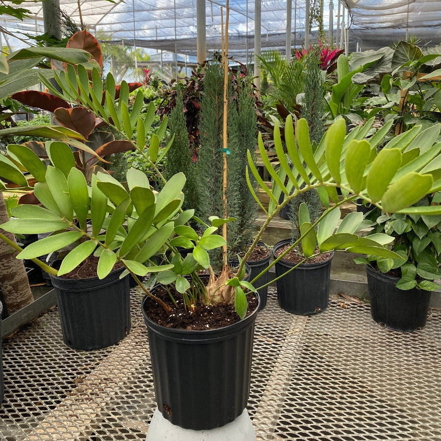 A potted Cardboard Palm Tree (Zamia furfuracea Cycad) featuring stiff, textured green fronds