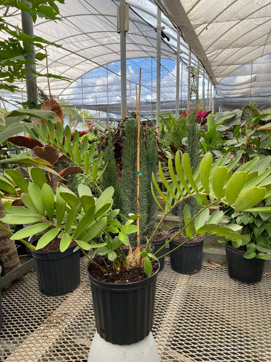A potted Cardboard Palm Tree (Zamia furfuracea Cycad) featuring stiff, textured green fronds