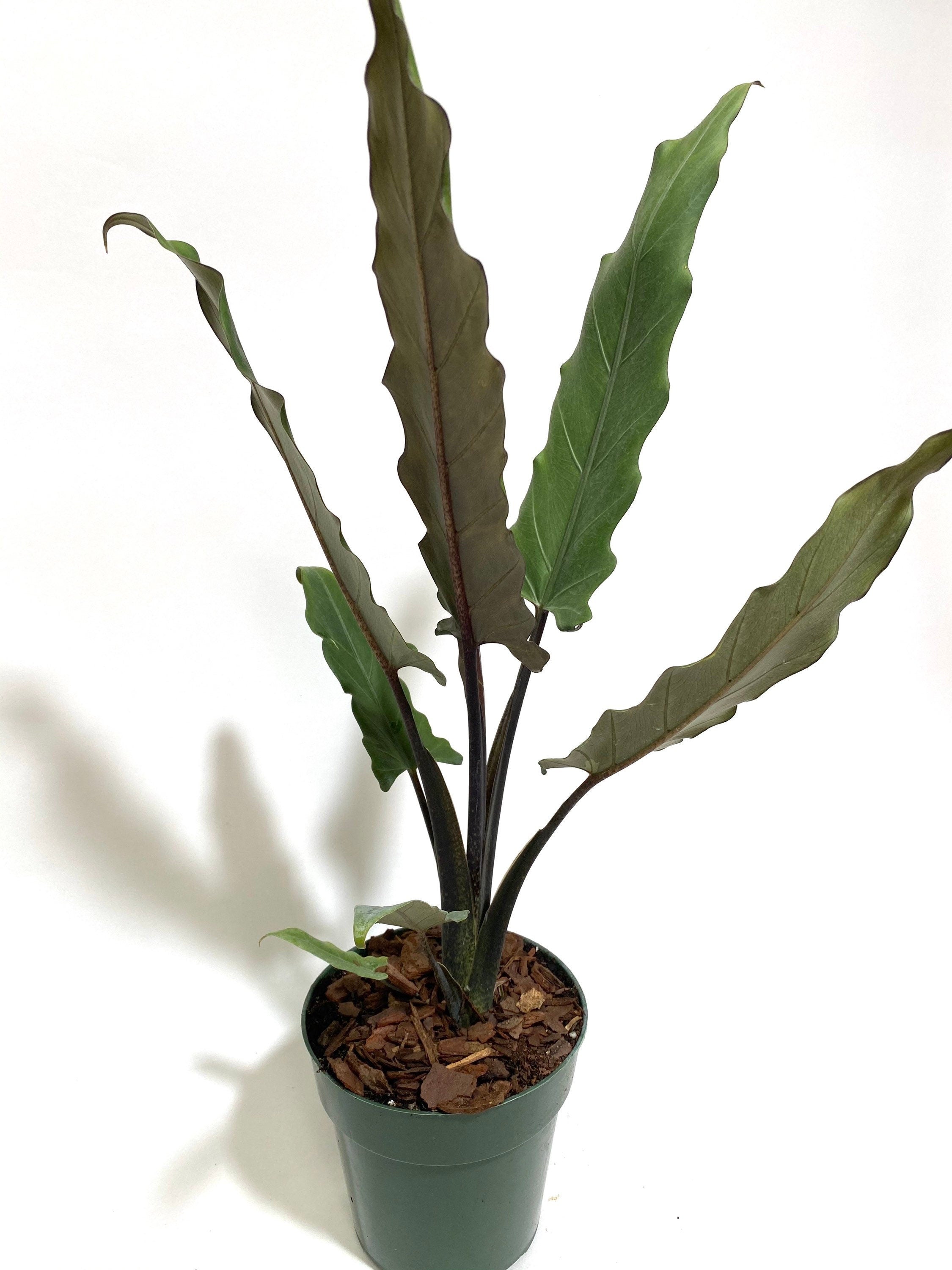 Alocasia Lauterbachiana, Purple Sword Tree