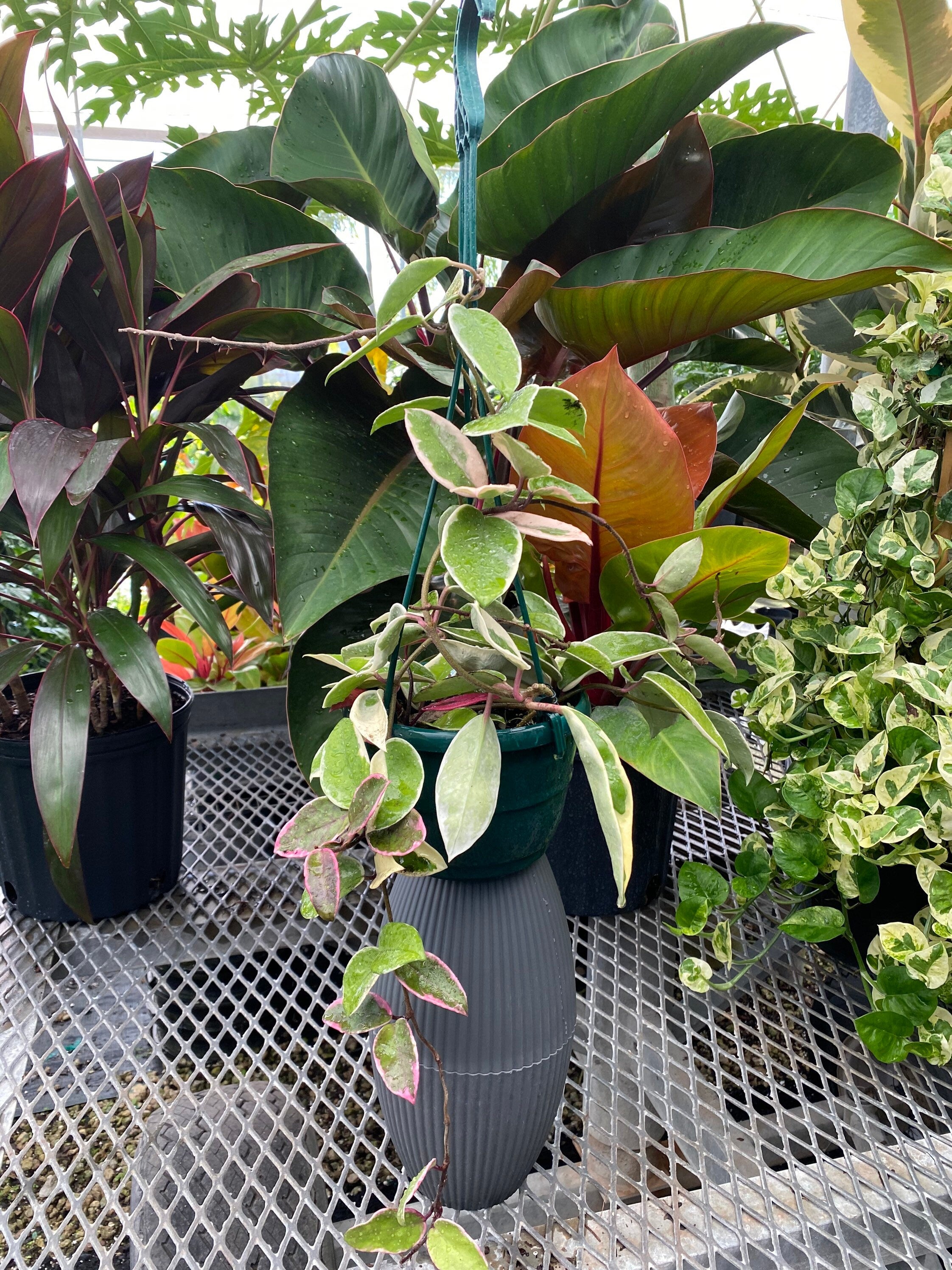 Hoya Krimson Queen in Hanging Basket, Hoya Carnosa Variegated outside