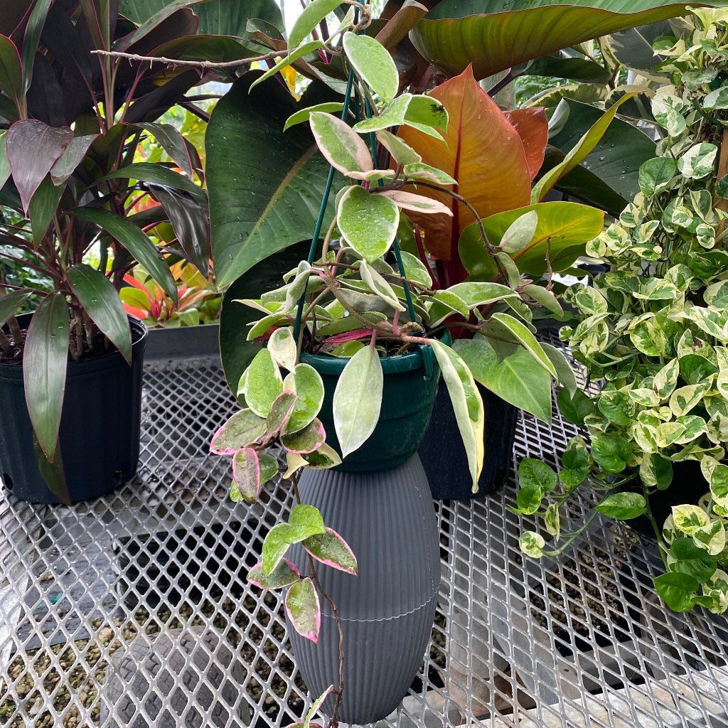 Hoya Krimson Queen in Hanging Basket, Hoya Carnosa Variegated outside