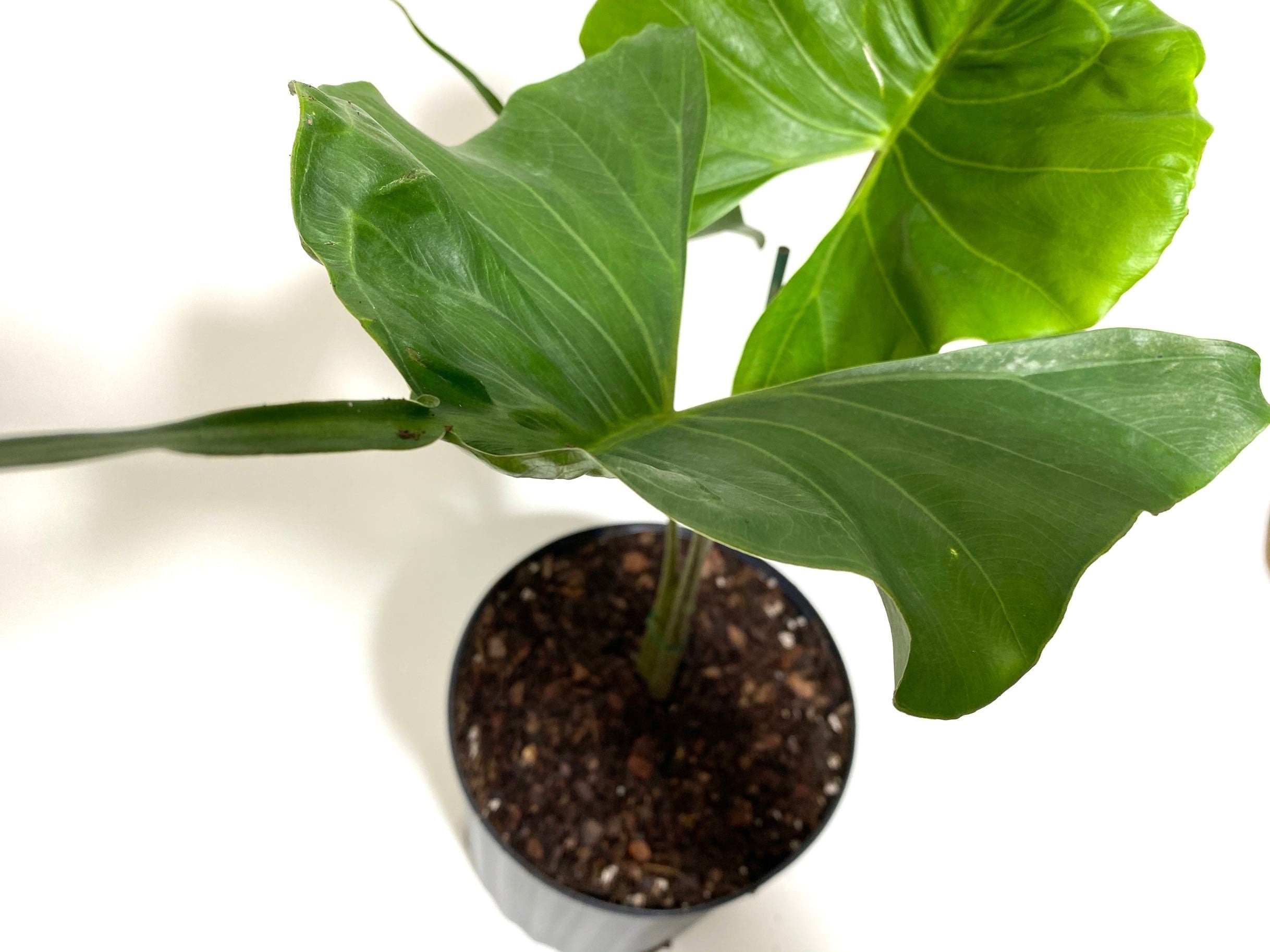 upper view of leaves of Alocasia Stingray, Elephant Ears Live Indoor Plant