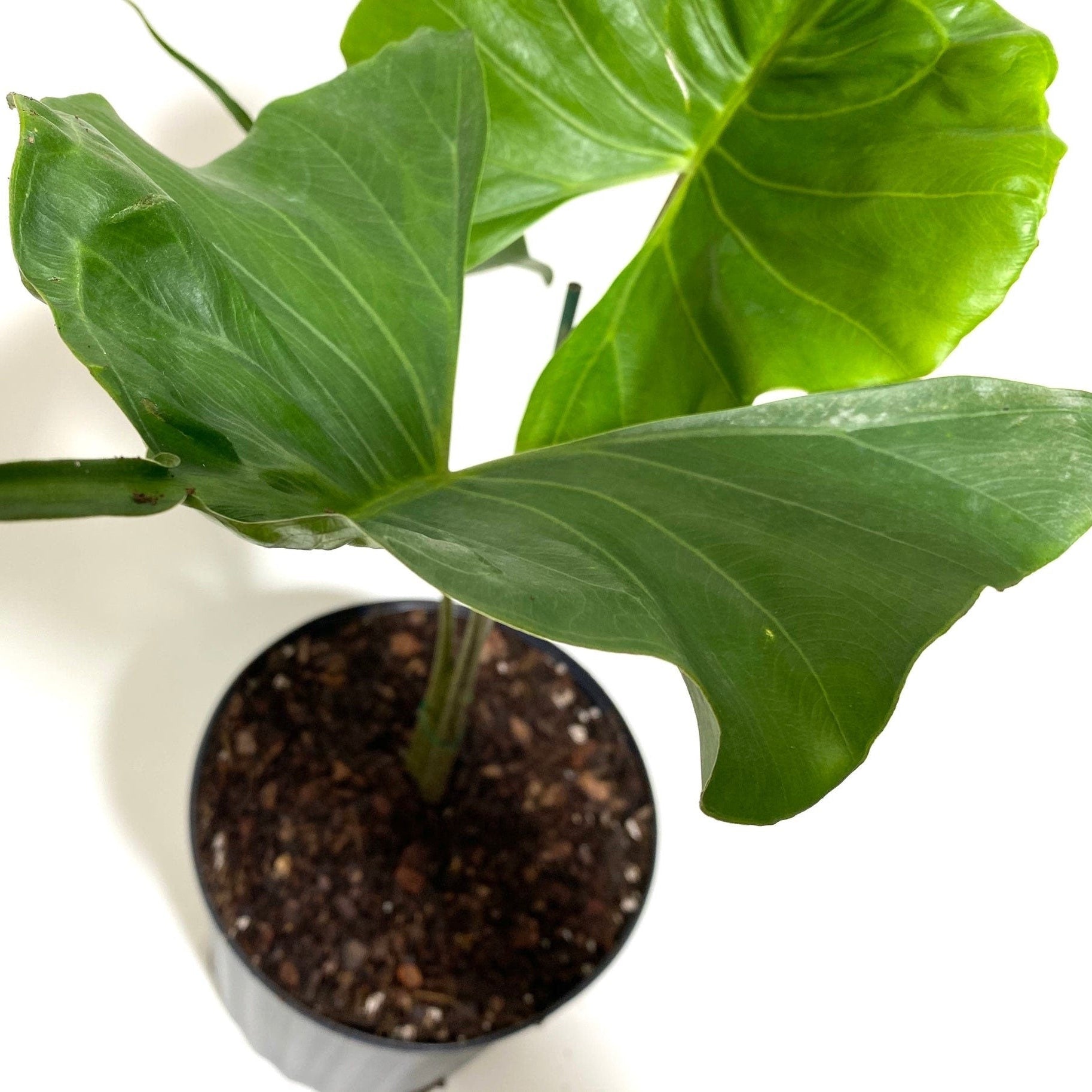 Alocasia Stingray, Elephant Ears Live Indoor Plant in a 2gal grower pot with wide, fan-like green leaves stretching outwards from dark potting soil, ideal for bright indoor spaces and tropical home decor.