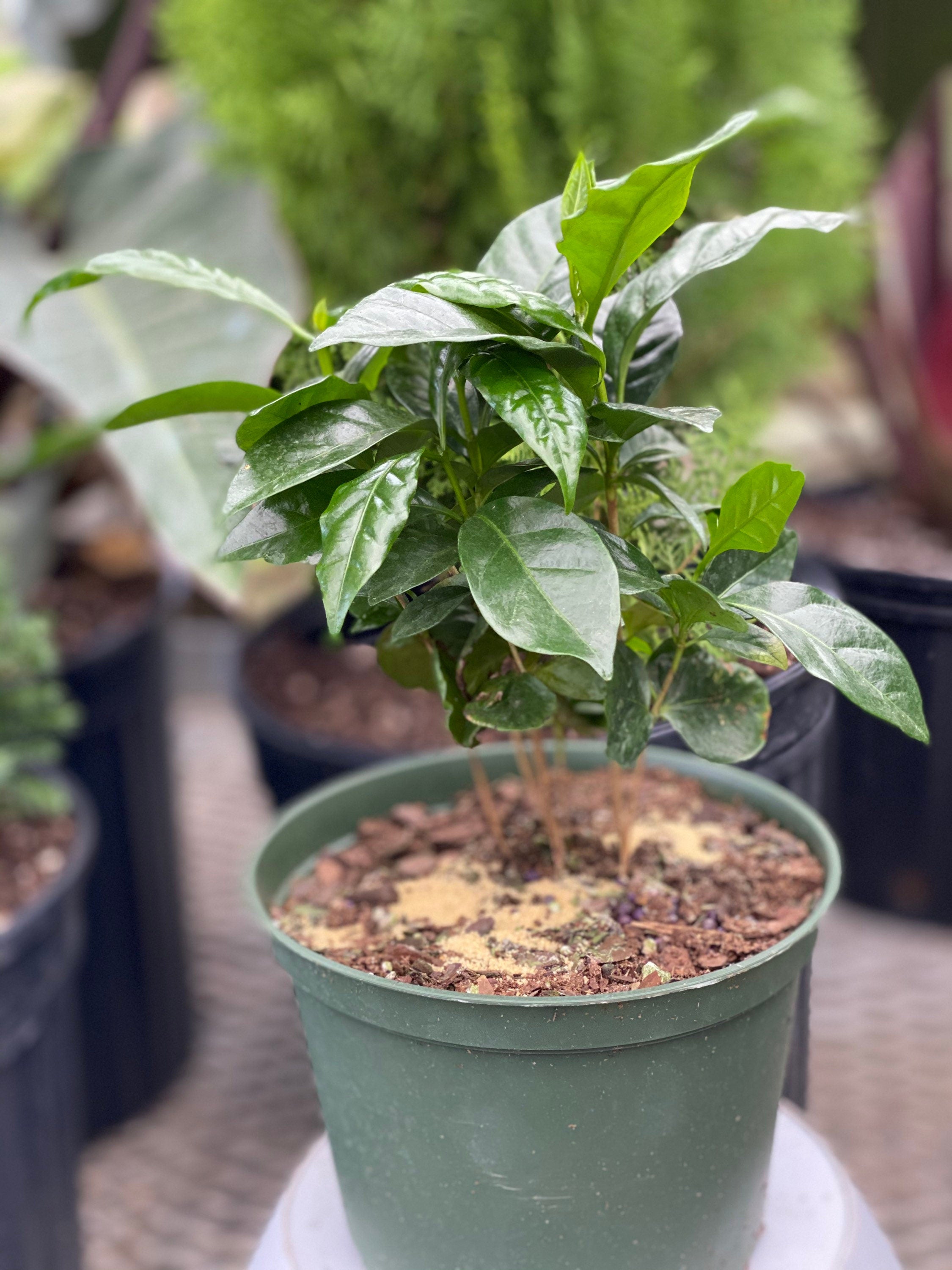 Arabica Coffee, Arabian Coffee Fruit Tree
