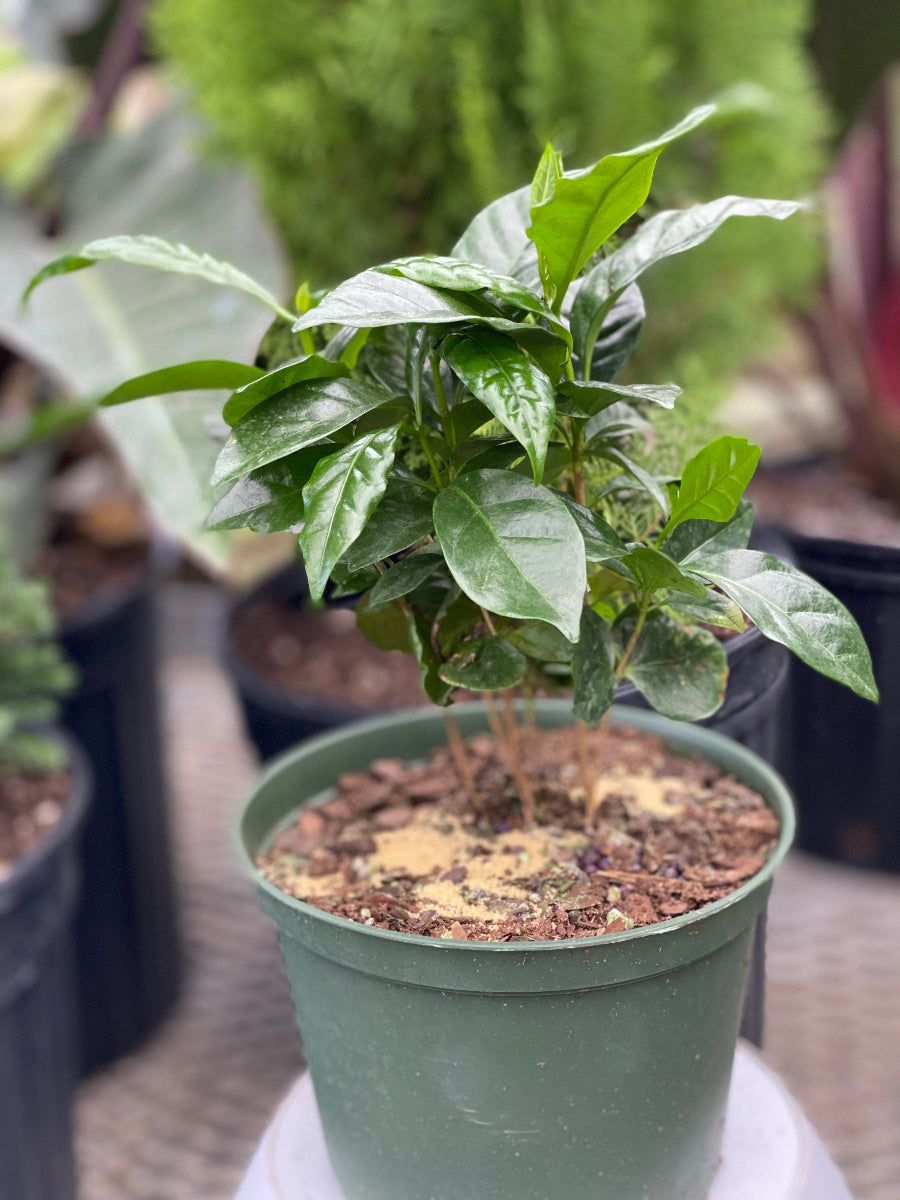 A small, potted Arabica Coffee