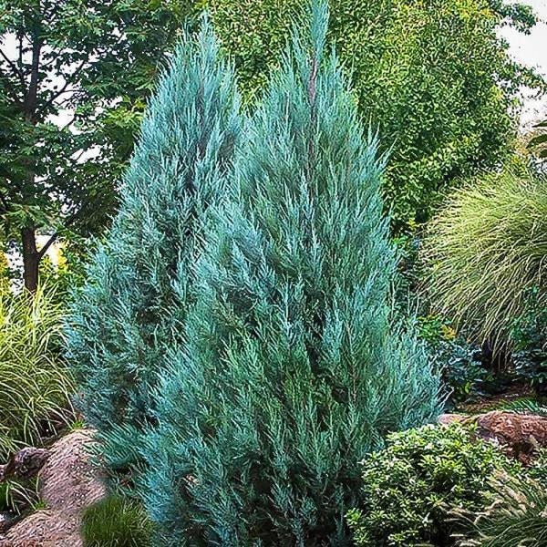 Blue Point Juniper, Juniperus Chinensis