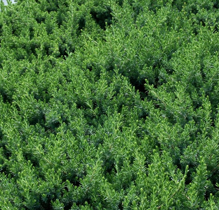 Blue Pacific Juniper Shrub