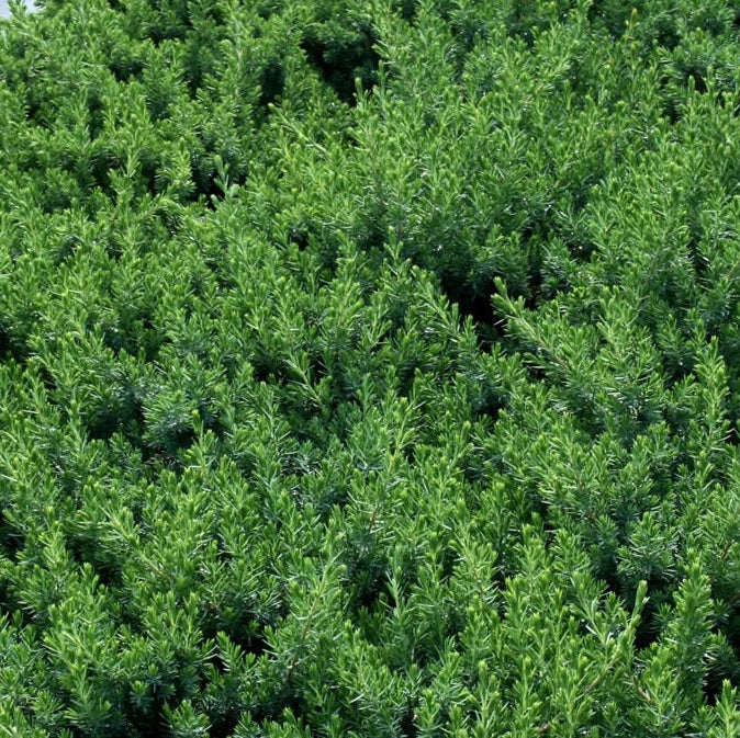 Blue Pacific Juniper Shrub close up of the shrubs