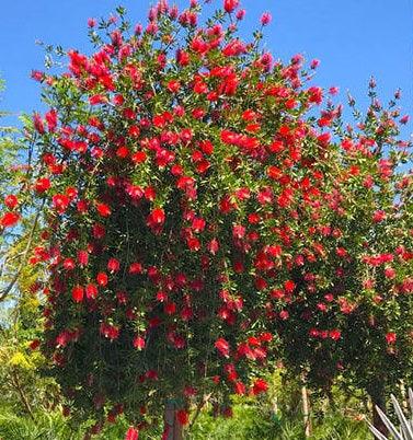 Red Cluster Bottlebrush Tree - 3 Gallon Pot